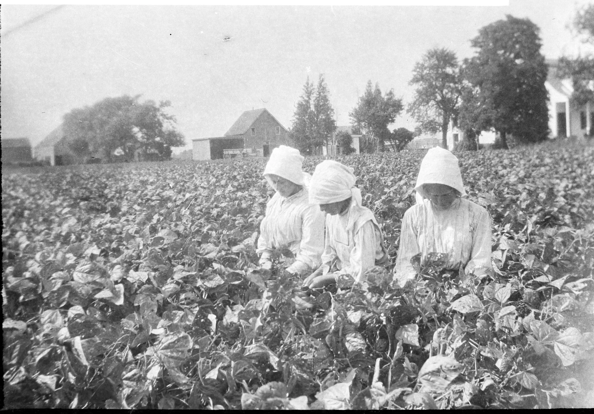 Lott Family History — Hendrick Lott House