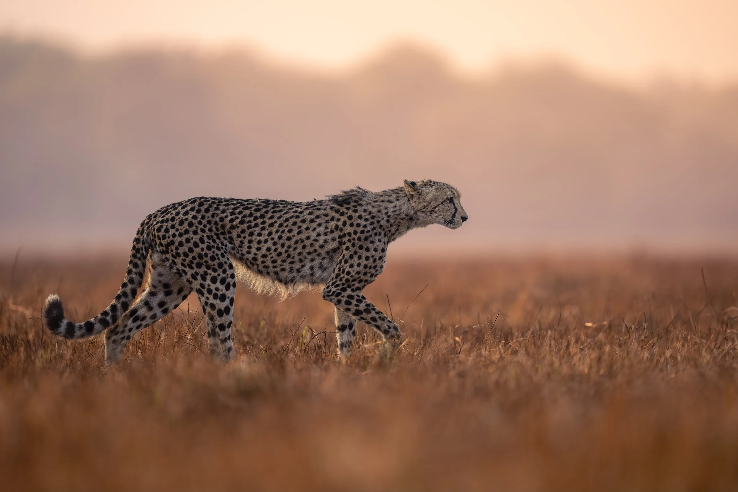 _AII1196-20250919-DxO_DeepPRIME XD2s.jpg