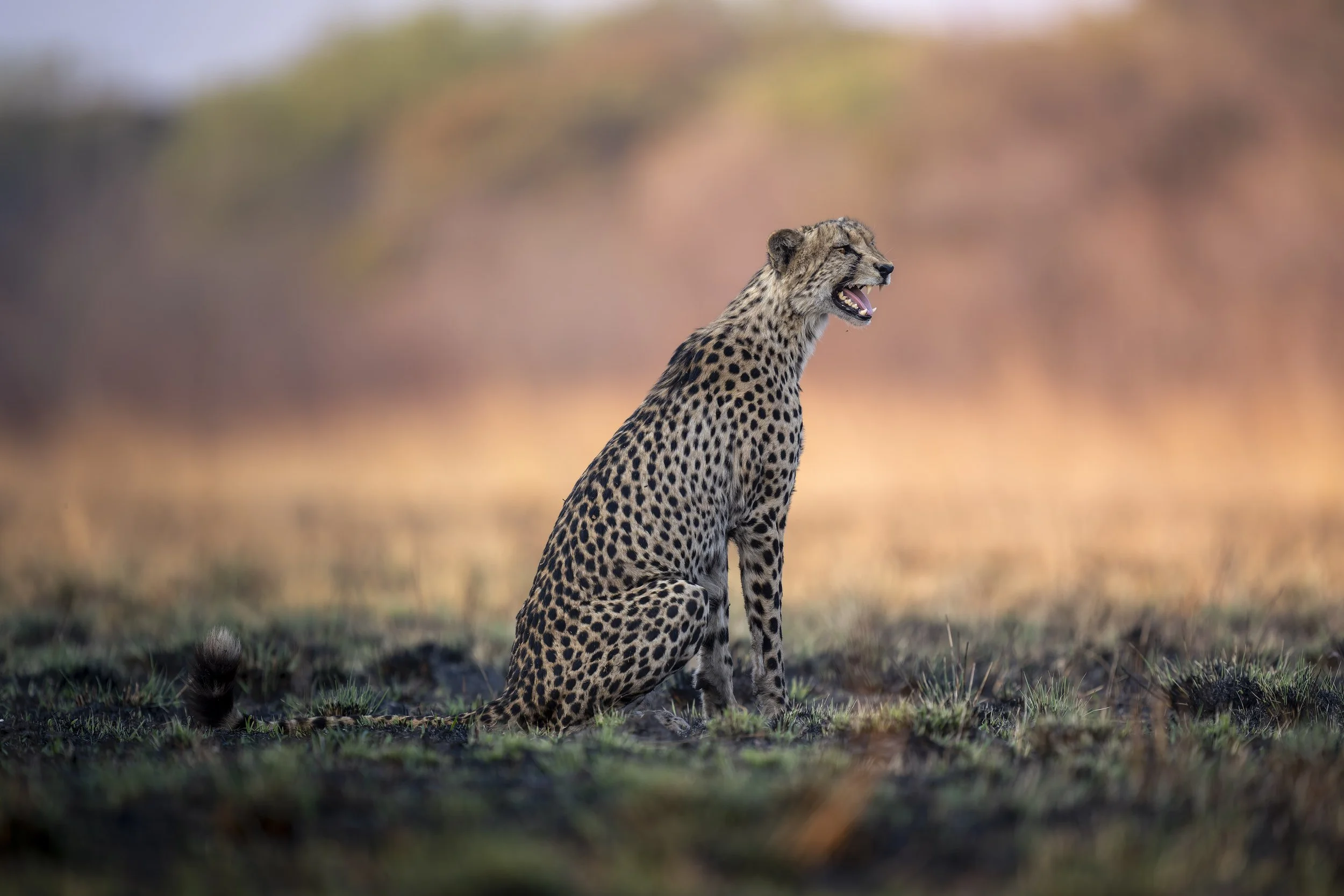 _AII4636-20250916-DxO_DeepPRIME XD2s.jpg