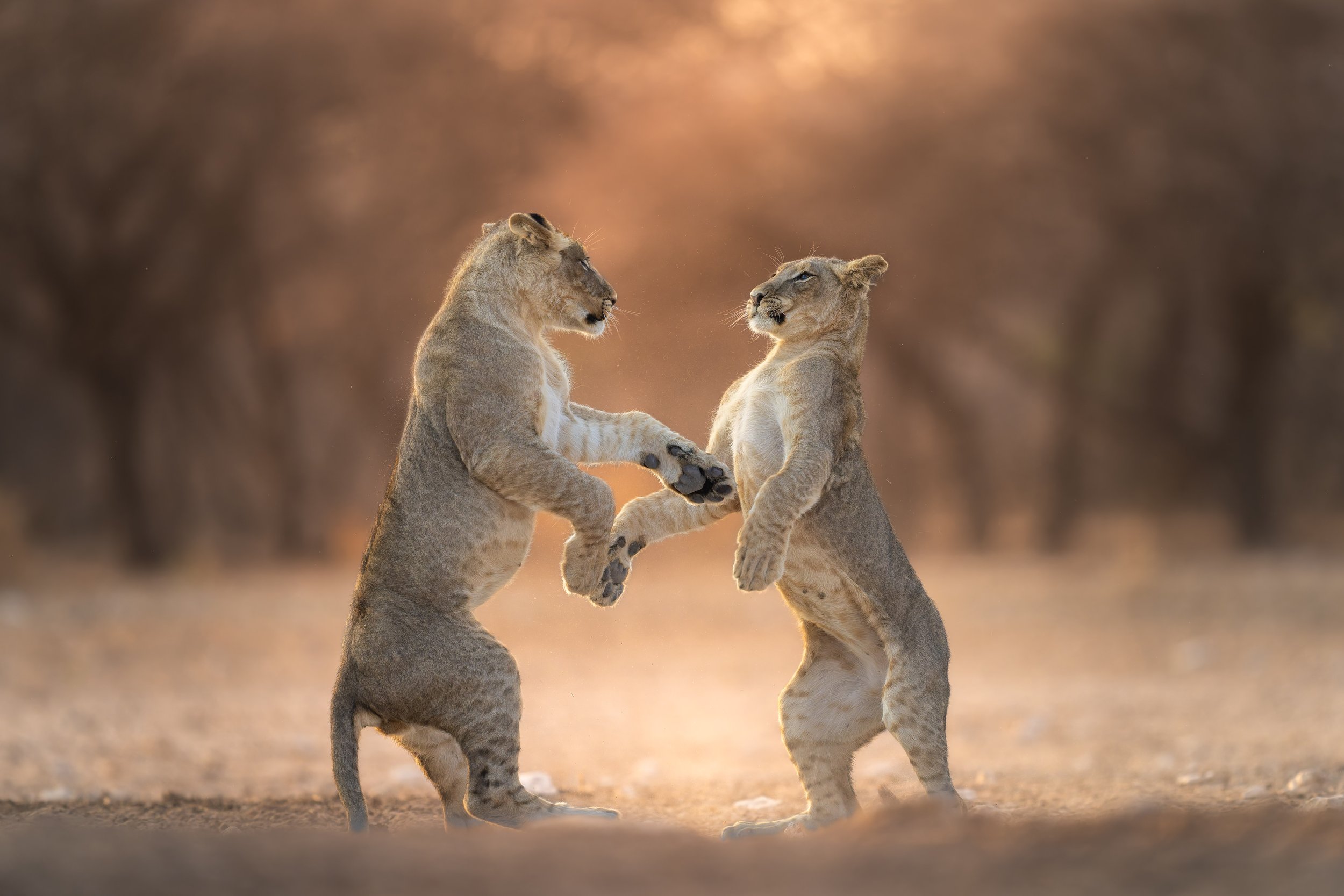 Lions dancing-2.jpg