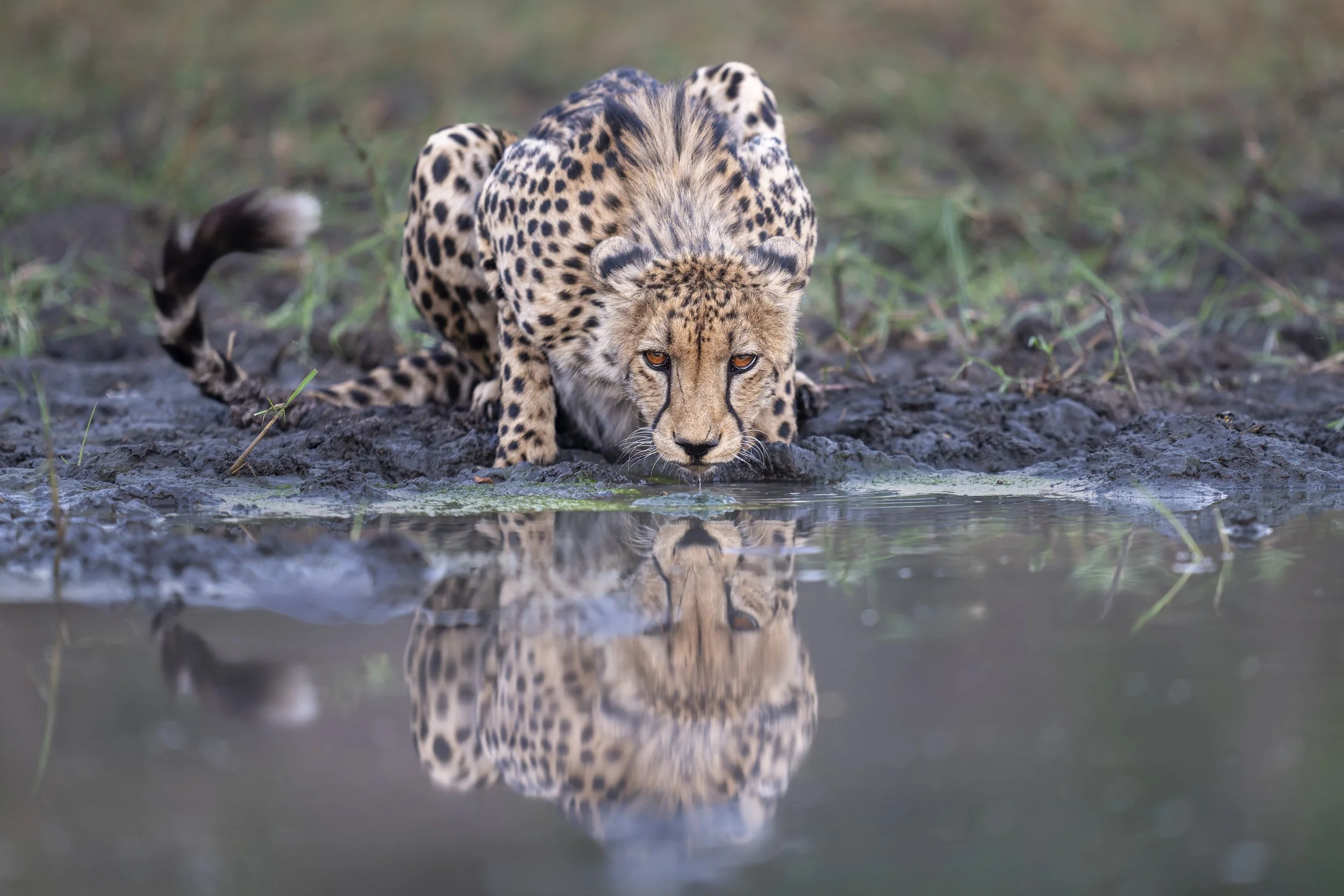 _AII5331-20250916-DxO_DeepPRIME XD2s-Bearbeitet.jpg