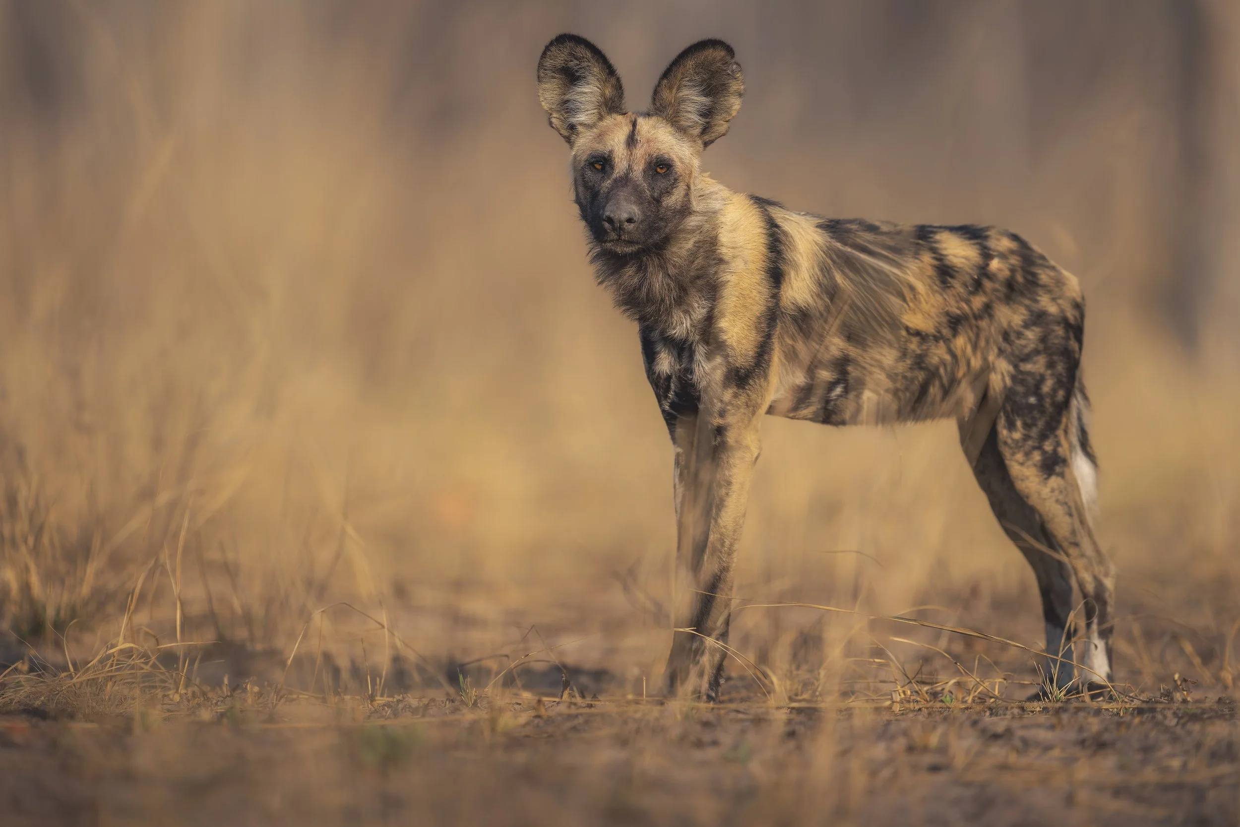 _AII4834-20250920-DxO_DeepPRIME XD2s-Bearbeitet.jpg