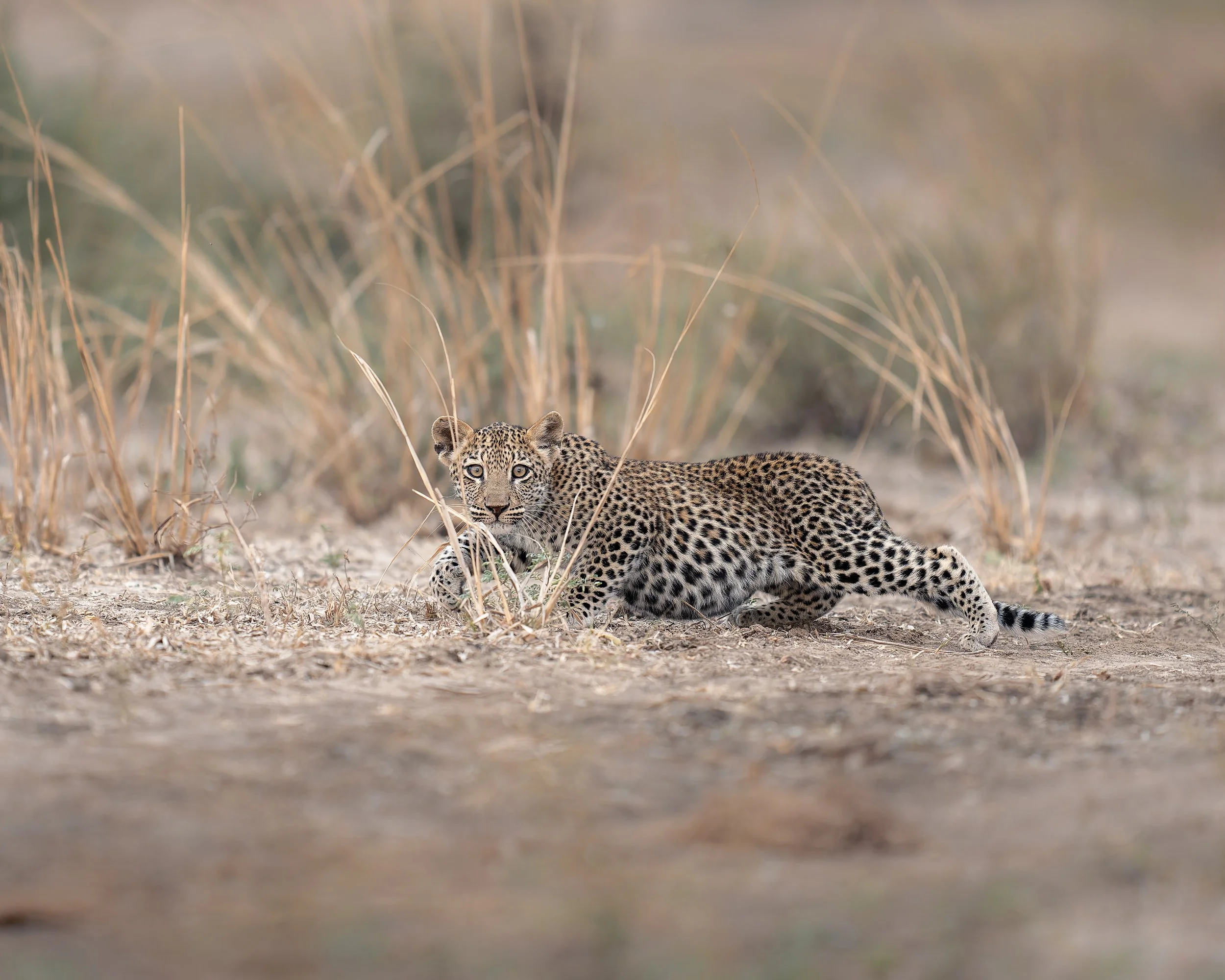 _AII0826-20250701-DxO_DeepPRIME XD2s-Bearbeitet.jpg