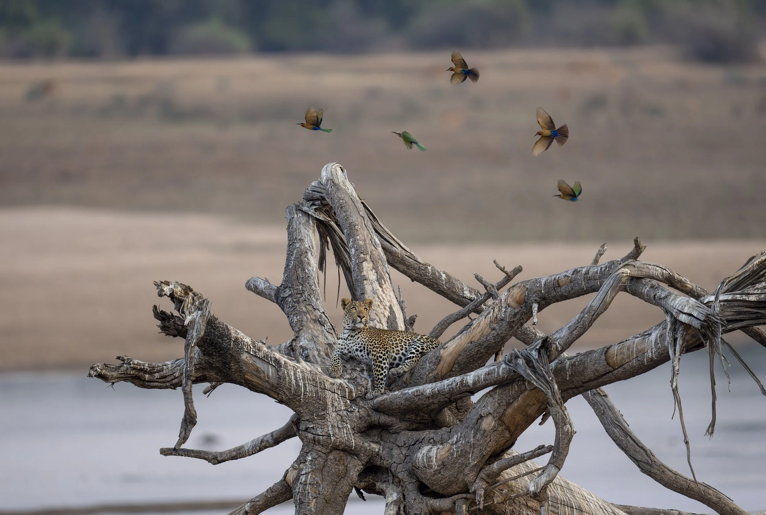 _AII5990-20250908-DxO_DeepPRIME XD2s-Bearbeitet.jpg