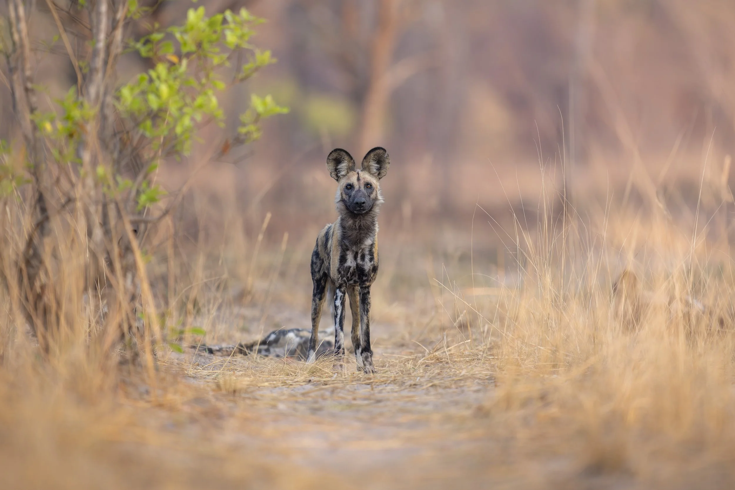 _AII4358-20250920-DxO_DeepPRIME XD2s.jpg