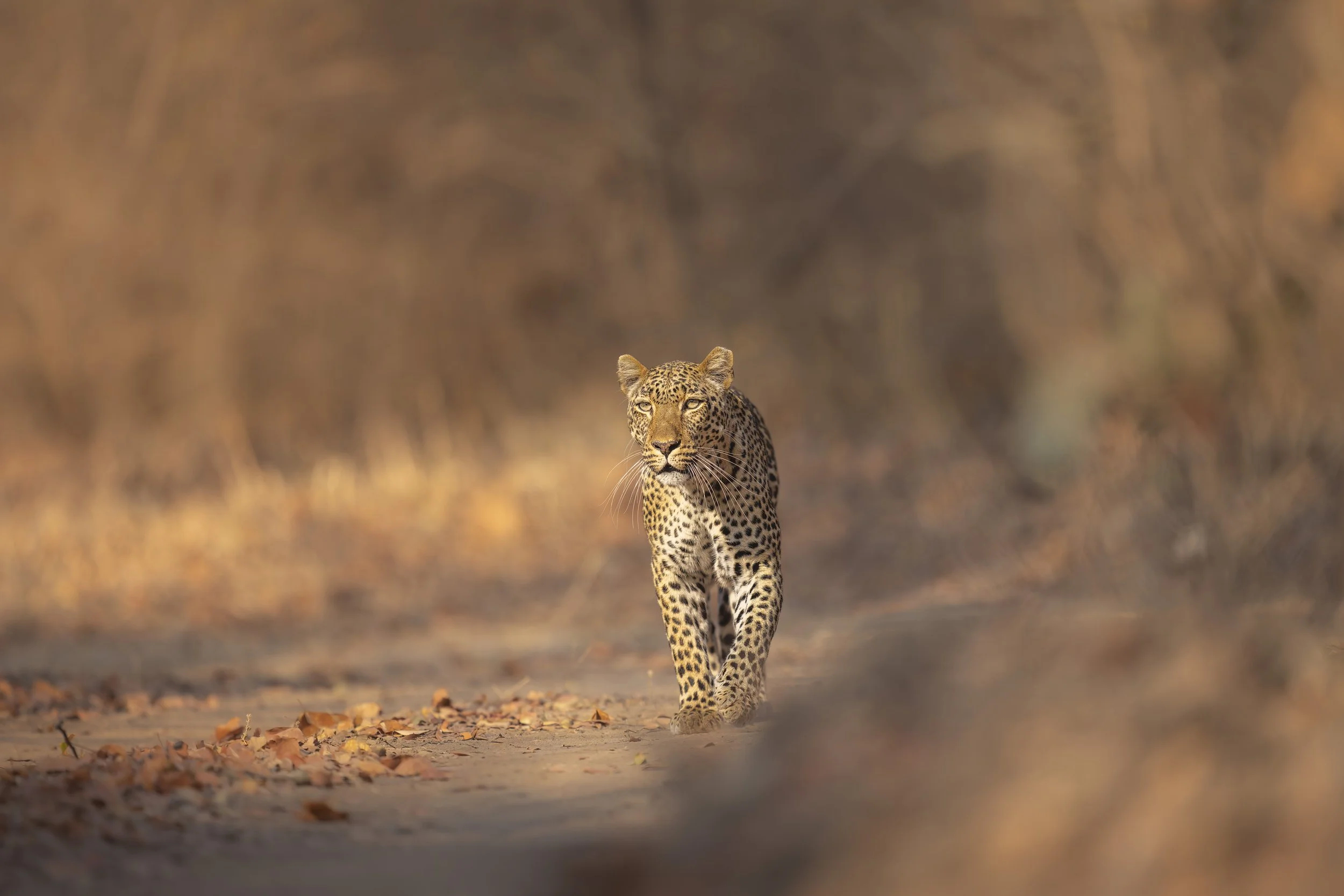 _AII8762-20250911-DxO_DeepPRIME XD2s.jpg