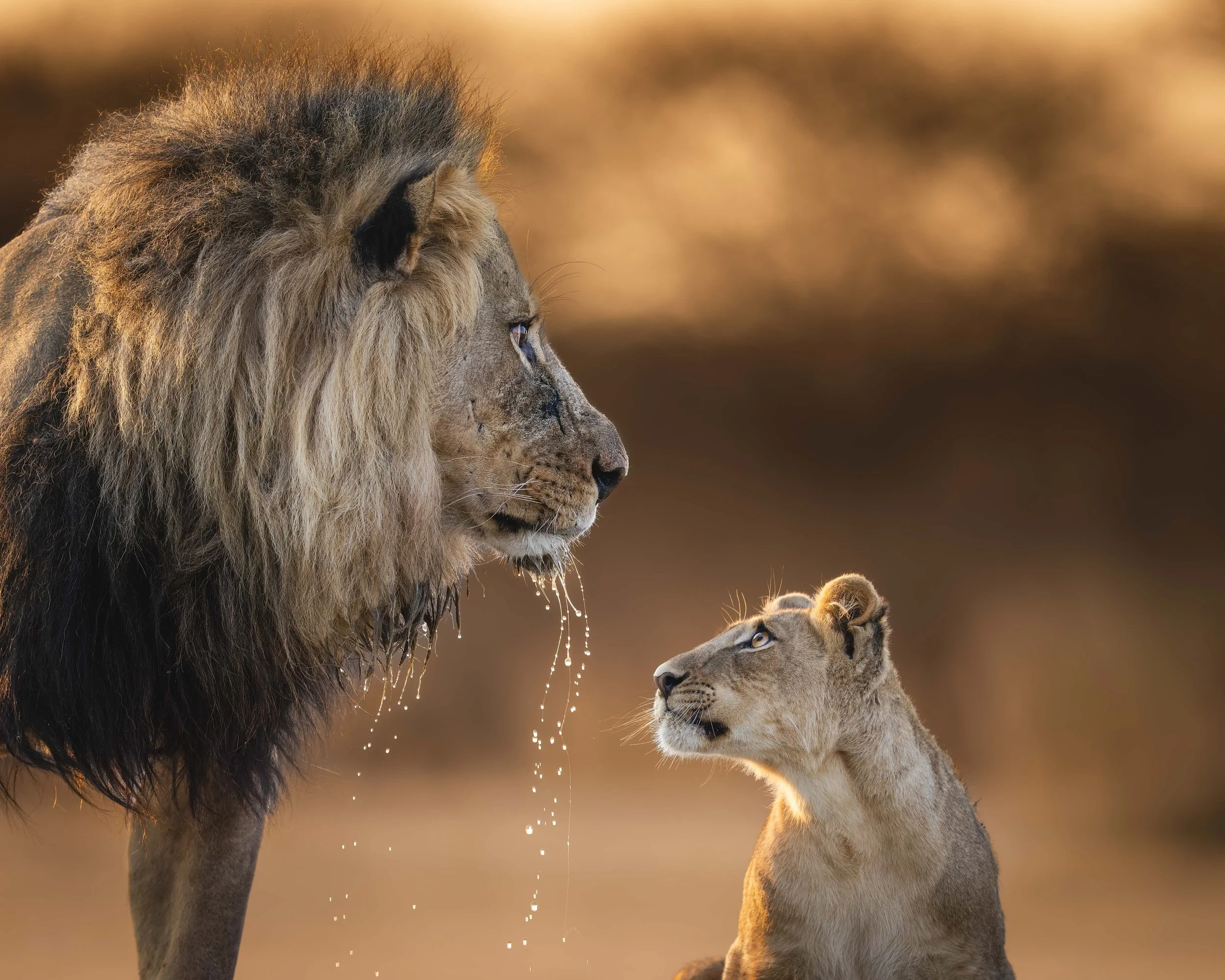Lion cub looking up-2.jpg