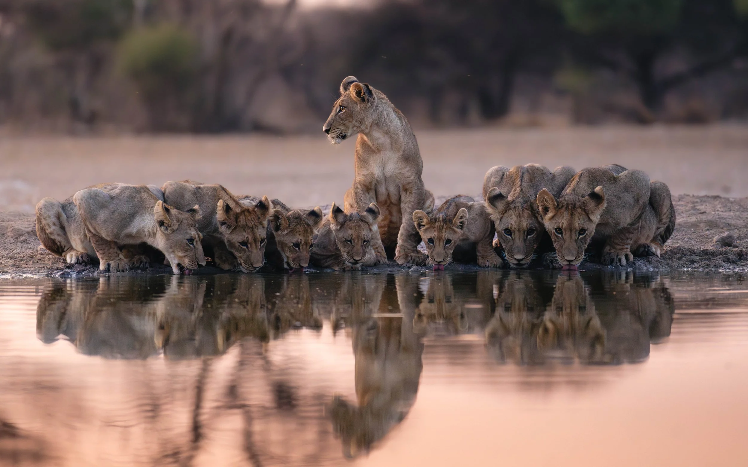 Lions drinking at the waterhole