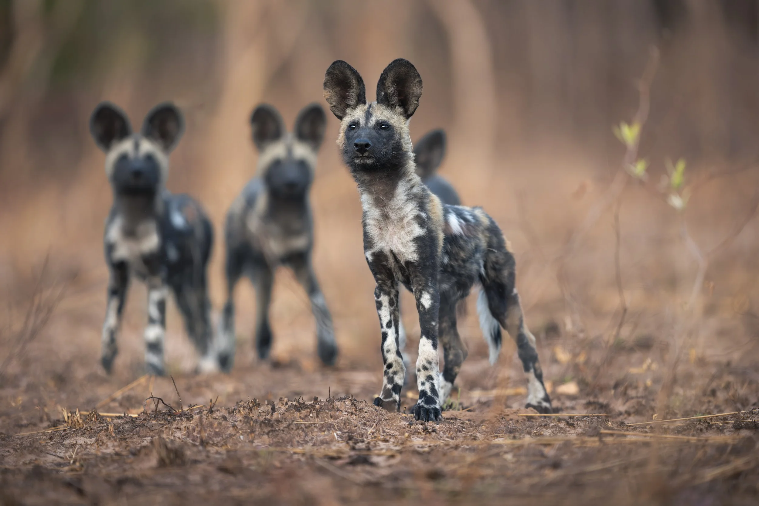 _AII3655-20250920-DxO_DeepPRIME XD2s-Bearbeitet.jpg