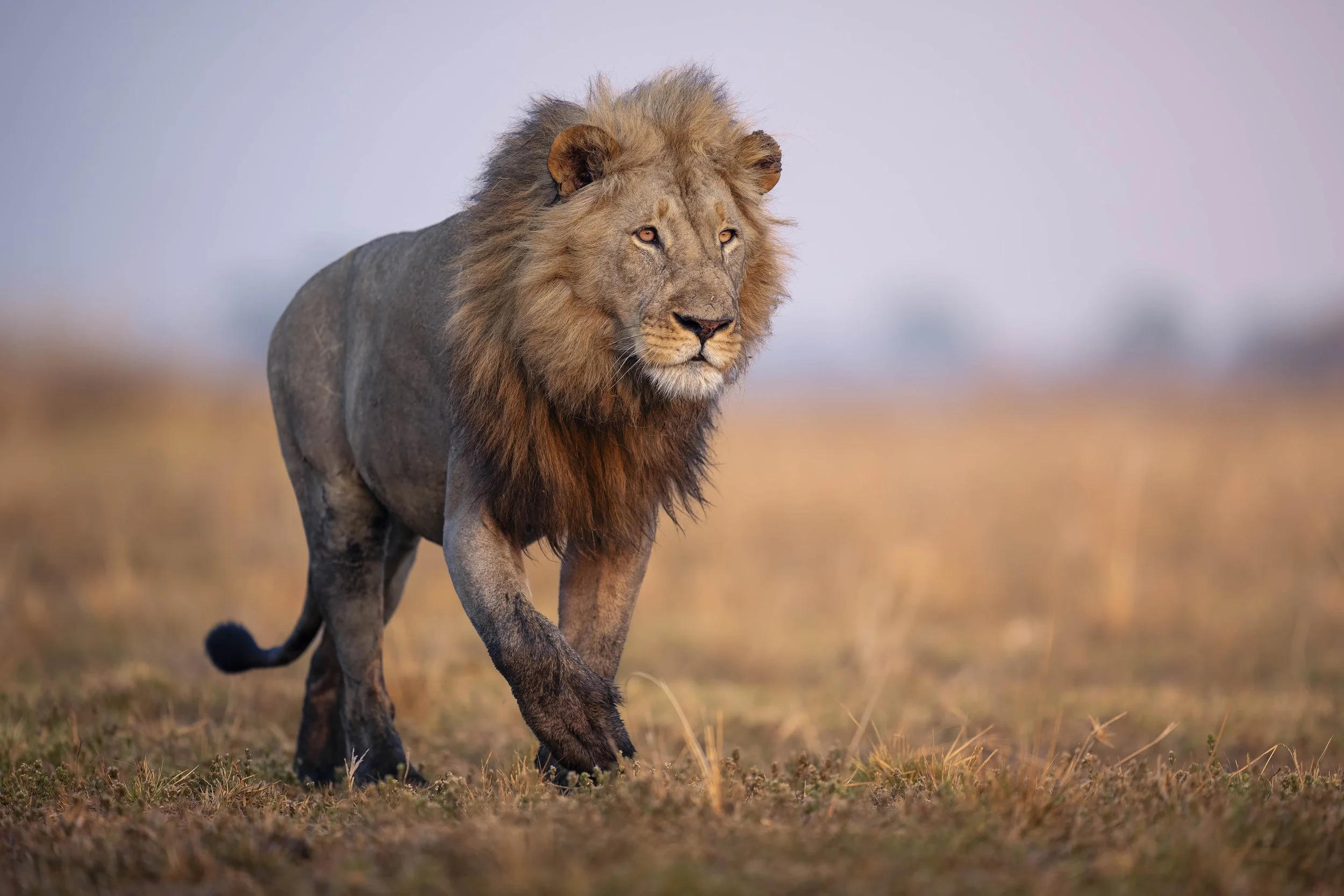 _AII9125-20250918-DxO_DeepPRIME XD2s.jpg