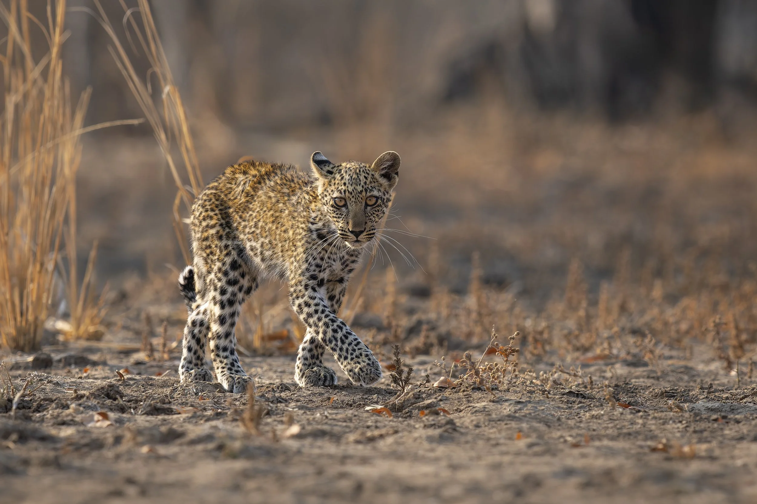 _AII6742-20250909-DxO_DeepPRIME XD2s-Bearbeitet.jpg