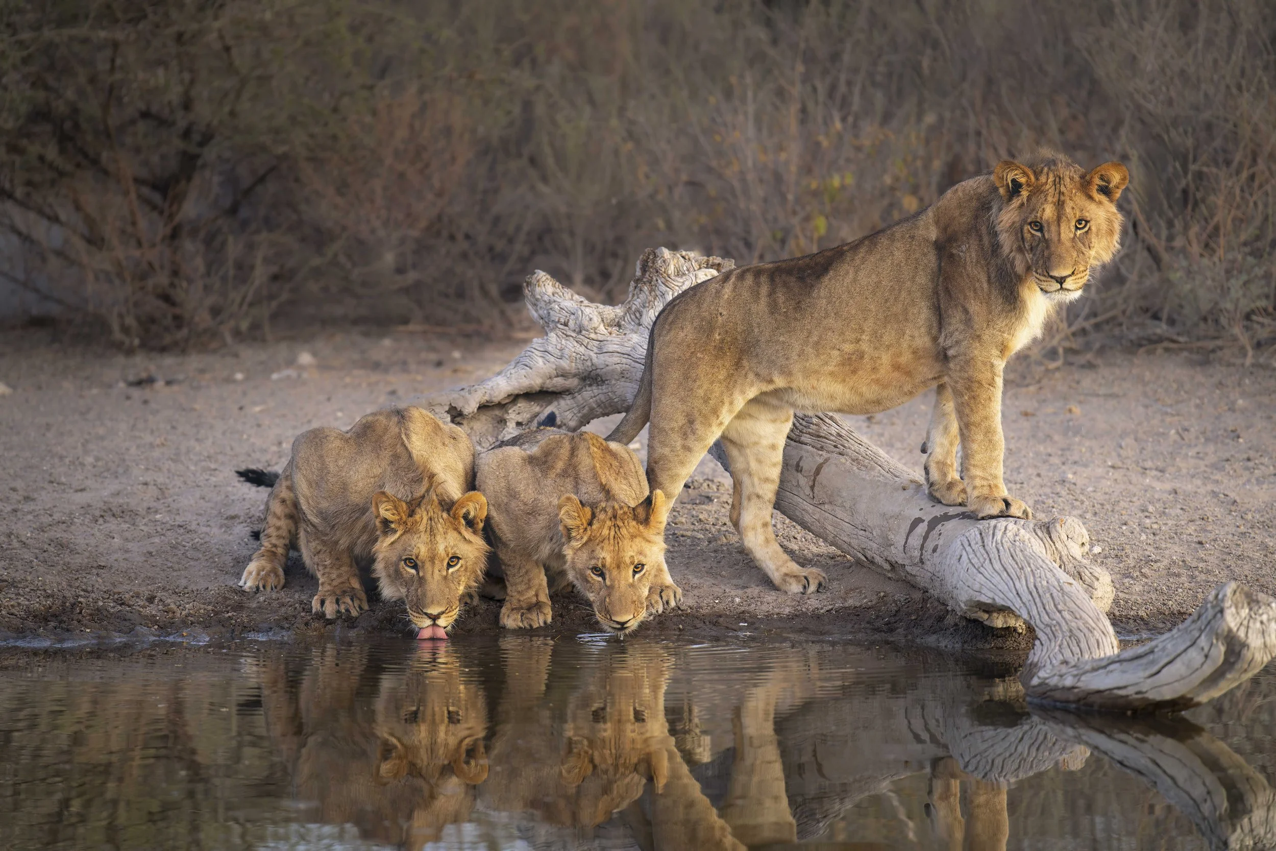 Lions drinking and posing at the waterhole 2.jpg