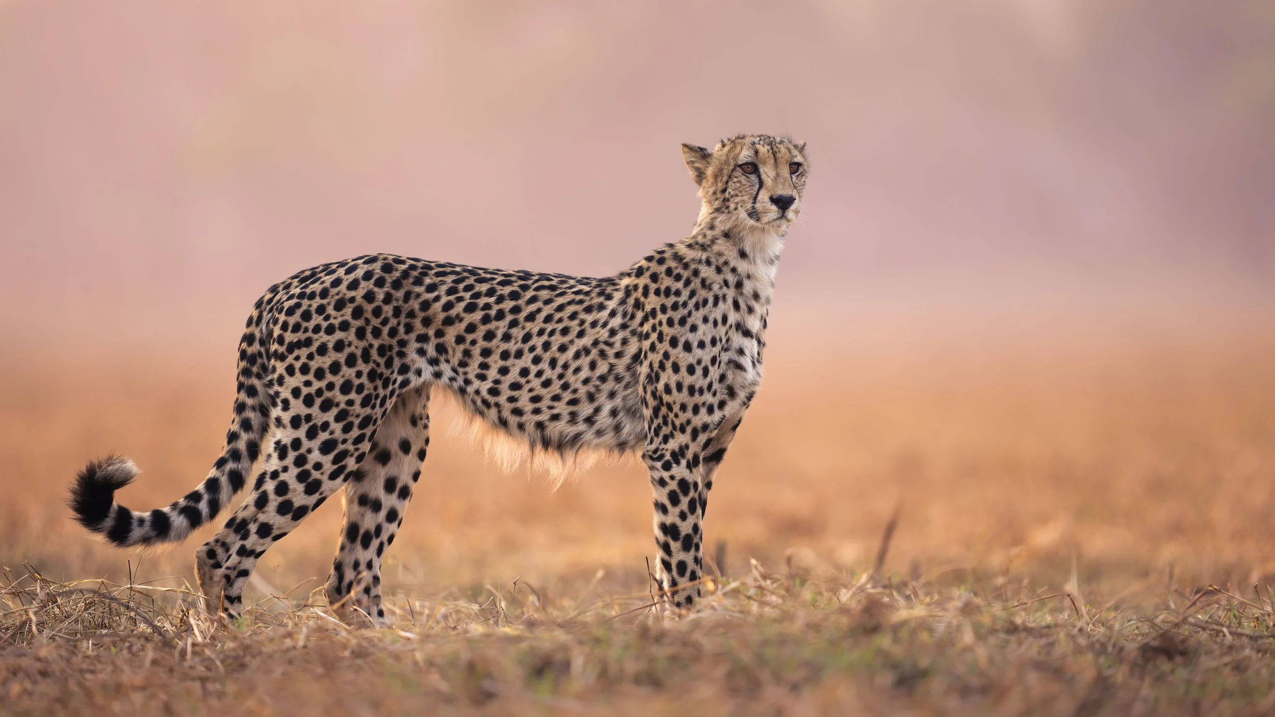 _AII0295-20250919-DxO_DeepPRIME XD2s.jpg