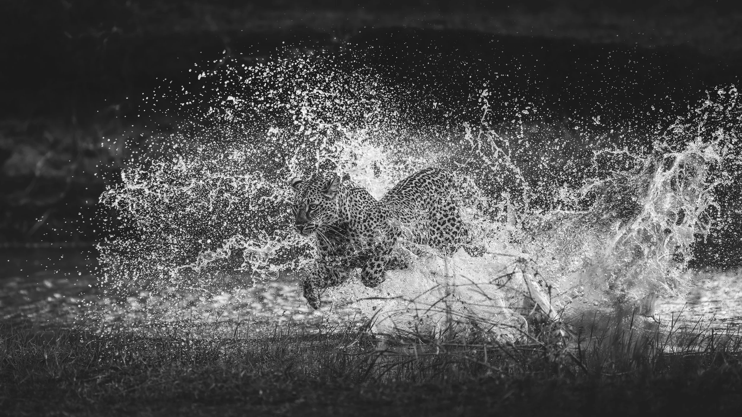 _AII0774-20250701-DxO_DeepPRIME XD2s.jpg