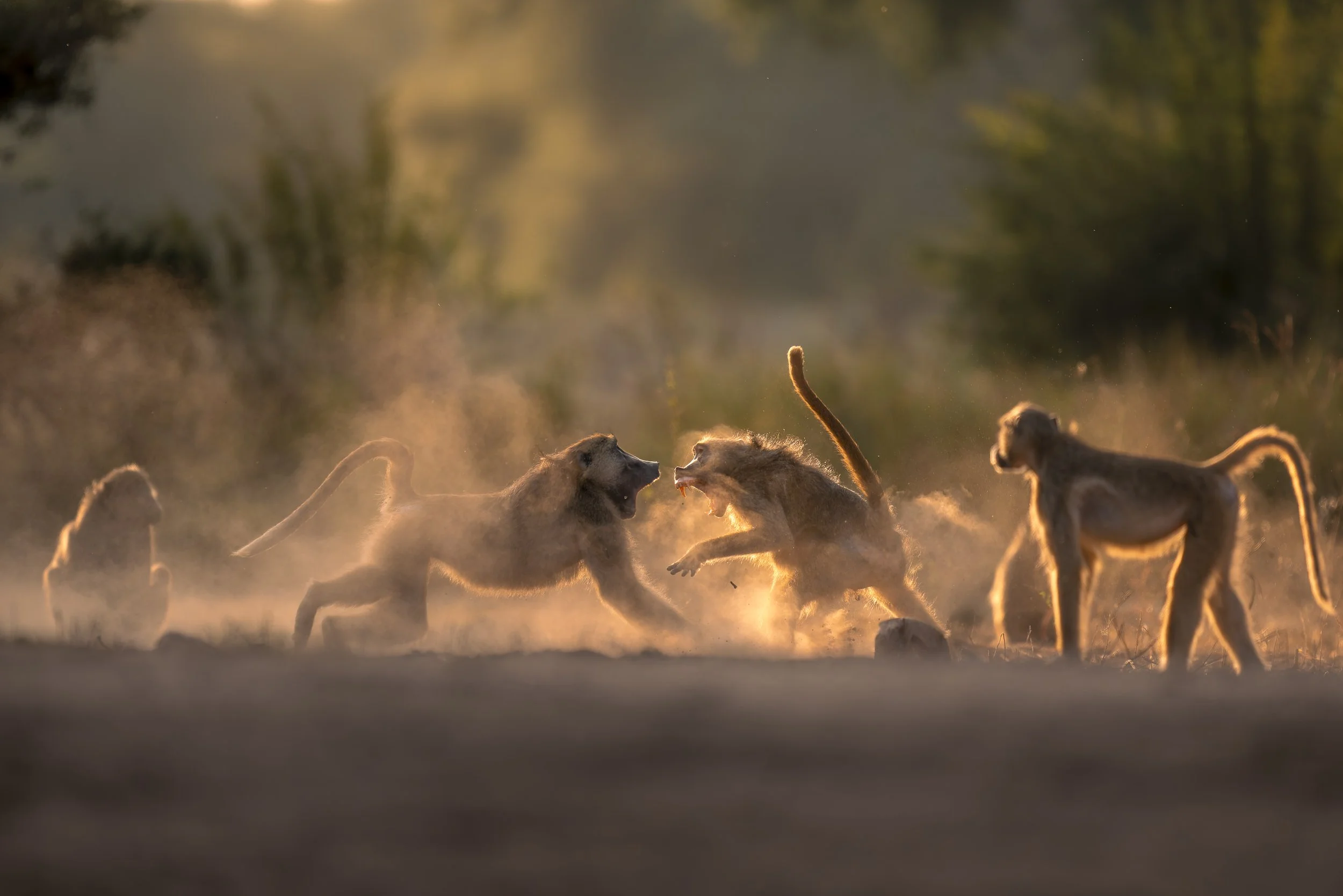 _AII8009-20250630-DxO_DeepPRIME XD2s.jpg