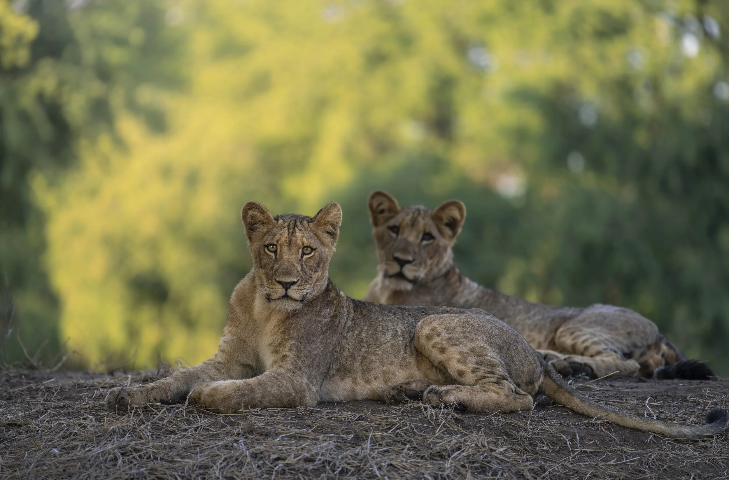 _A1_7293-20250626-DxO_DeepPRIME XD2s-Bearbeitet.jpg