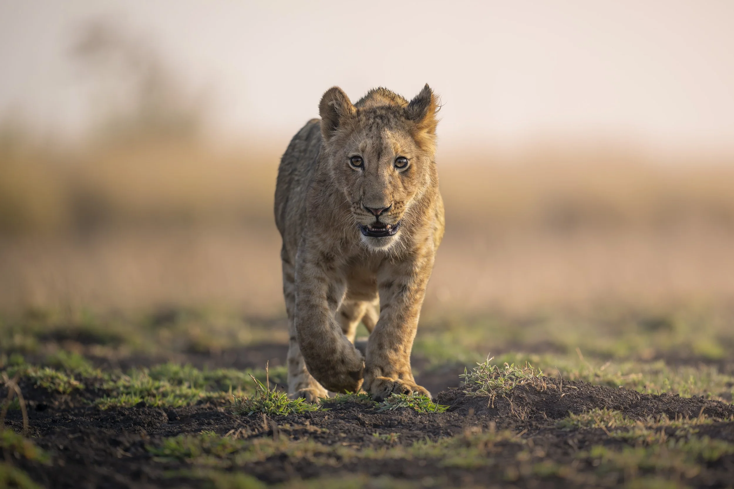 _AII8241-20250917-DxO_DeepPRIME XD2s.jpg