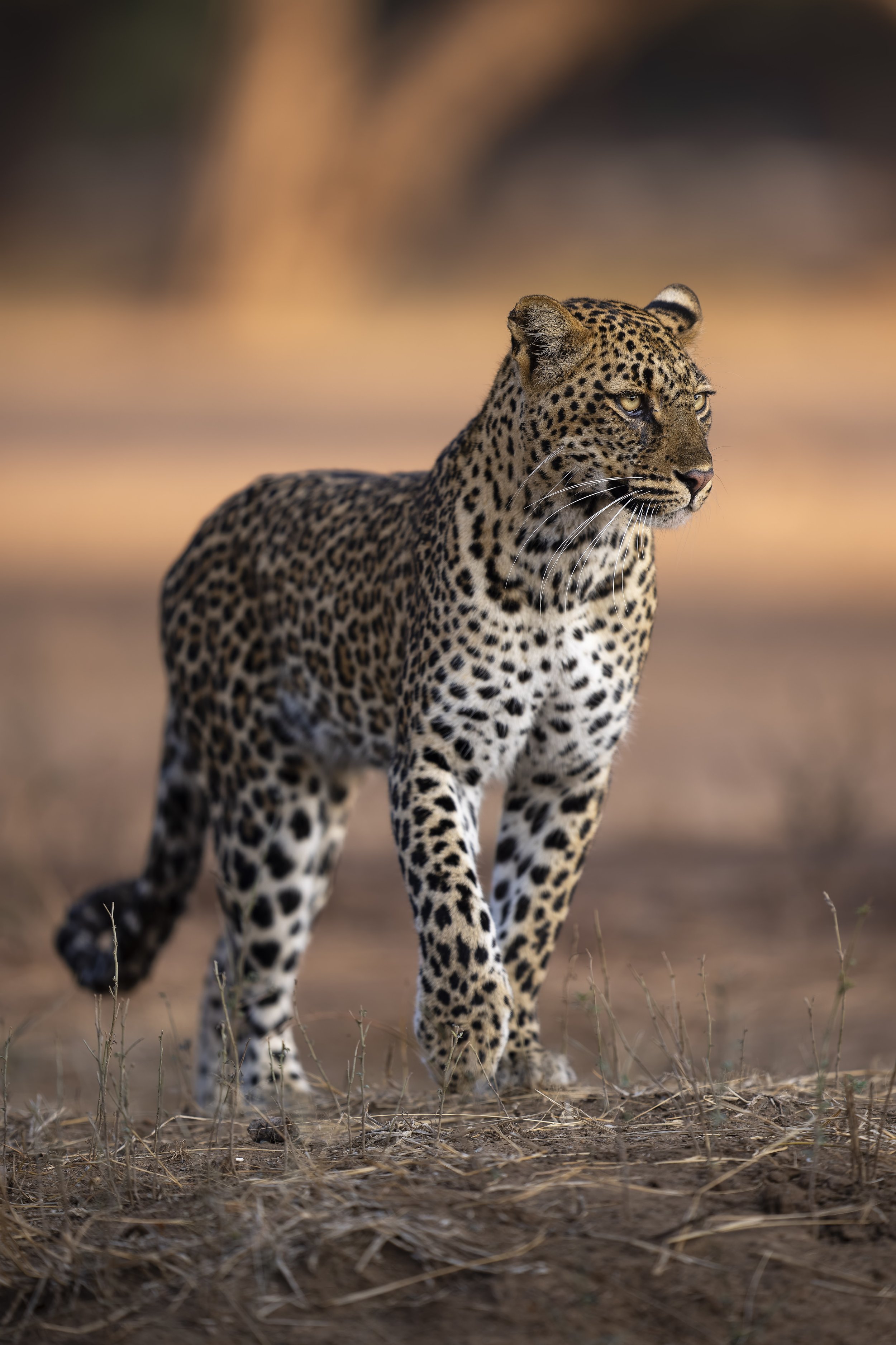 _AII3323-20250628-DxO_DeepPRIME XD2s.jpg