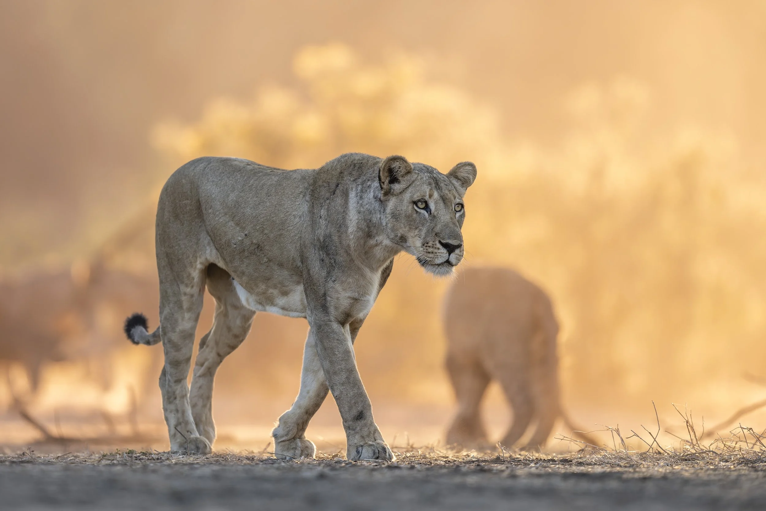 _AII1848-20250626-DxO_DeepPRIME XD2s.jpg