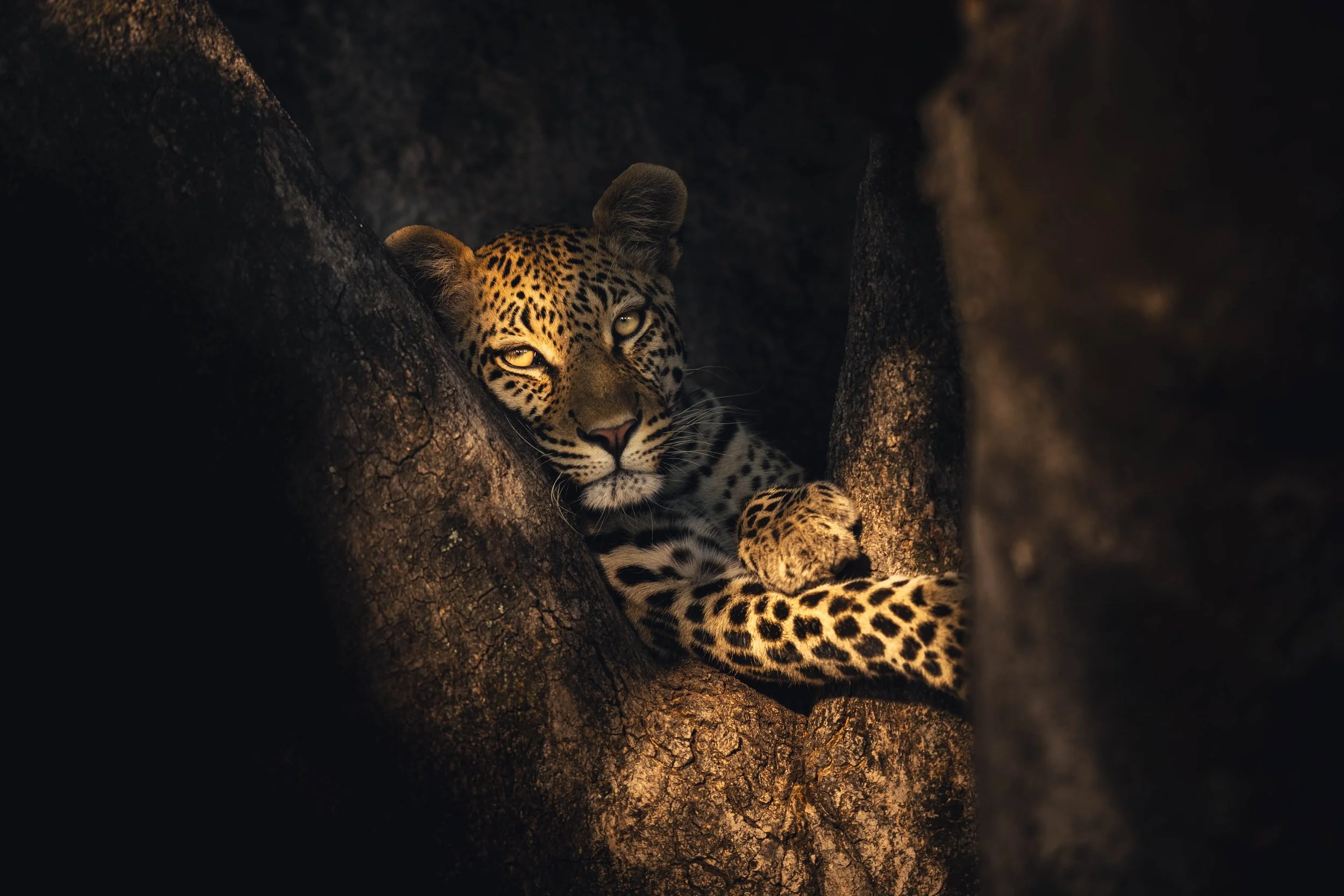 Leopard in a tree fork-2.jpg