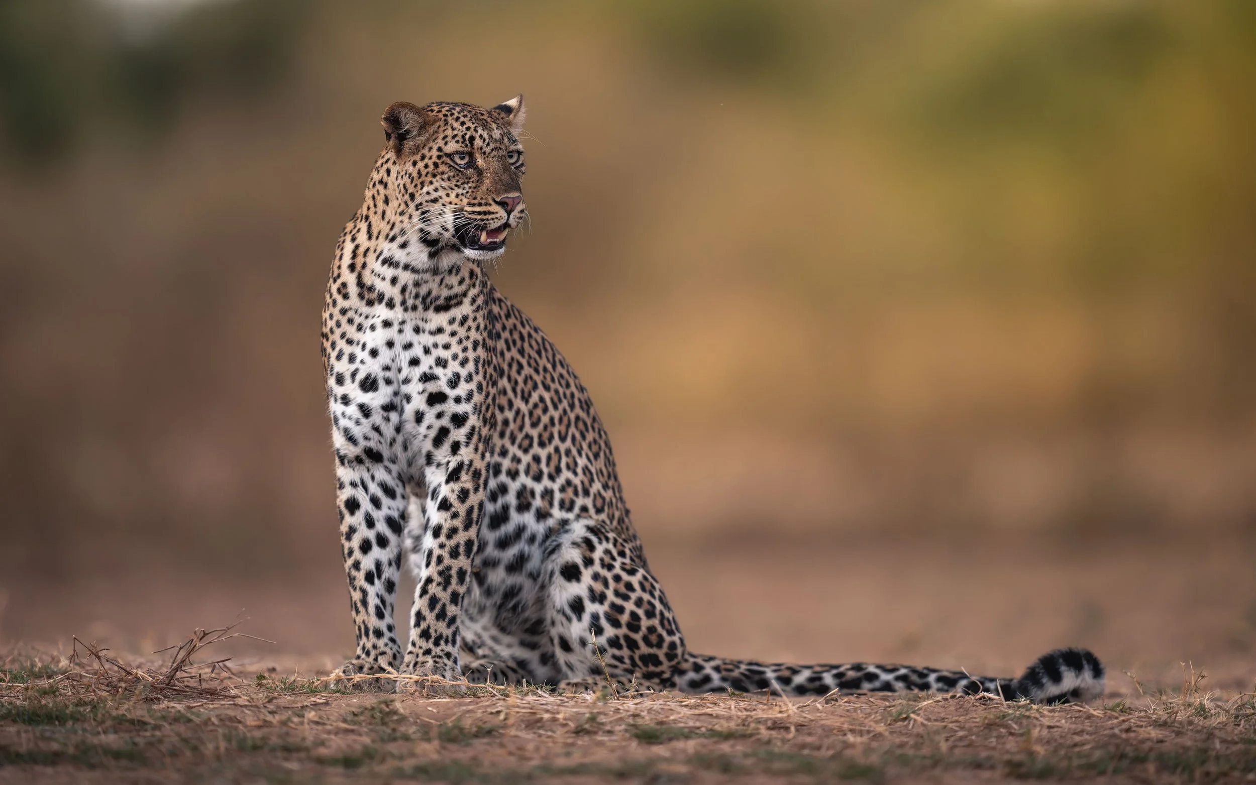 _AII6872-20250629-DxO_DeepPRIME XD2s.jpg