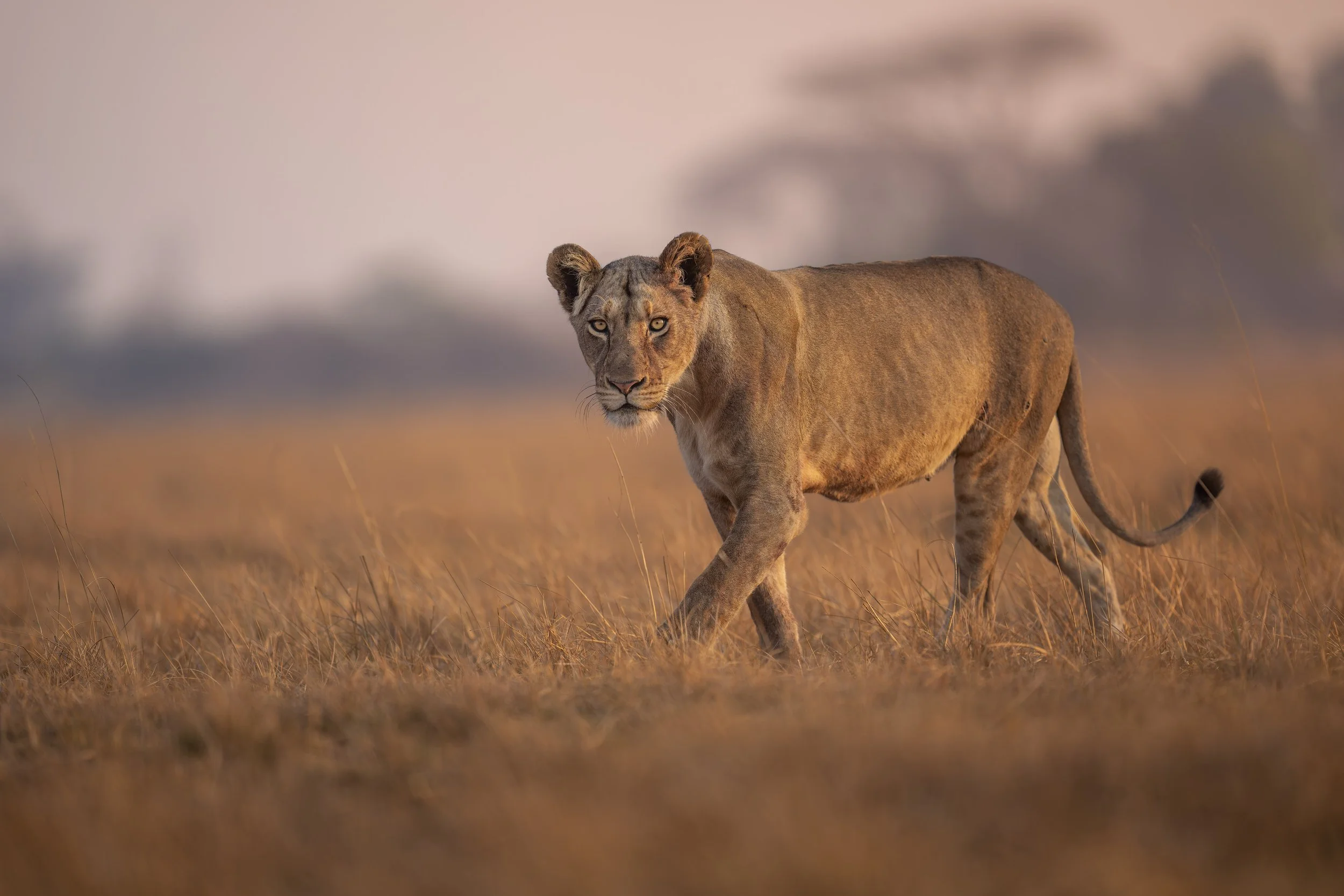 _AII5752-20250917-DxO_DeepPRIME XD2s.jpg