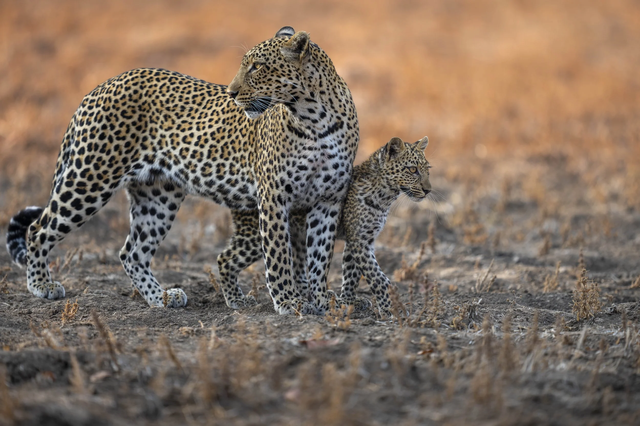 _AII6924-20250909-DxO_DeepPRIME XD2s-Bearbeitet.jpg