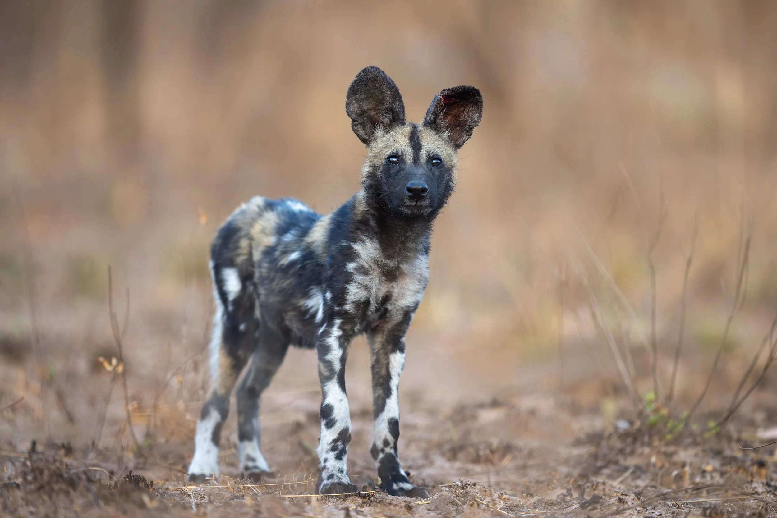 _AII3766-20250920-DxO_DeepPRIME XD2s.jpg