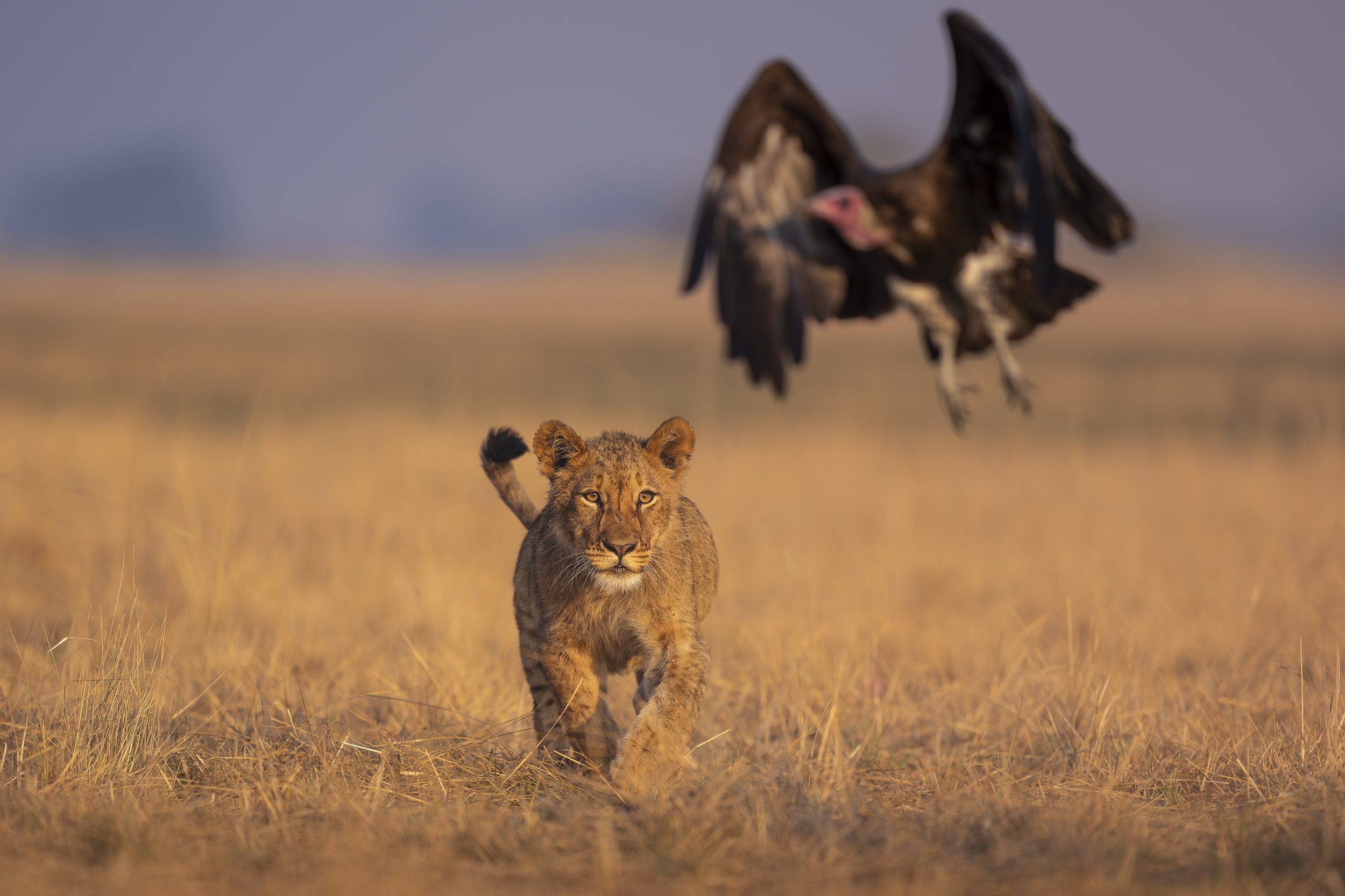 _AII6877-20250917-DxO_DeepPRIME XD2s.jpg