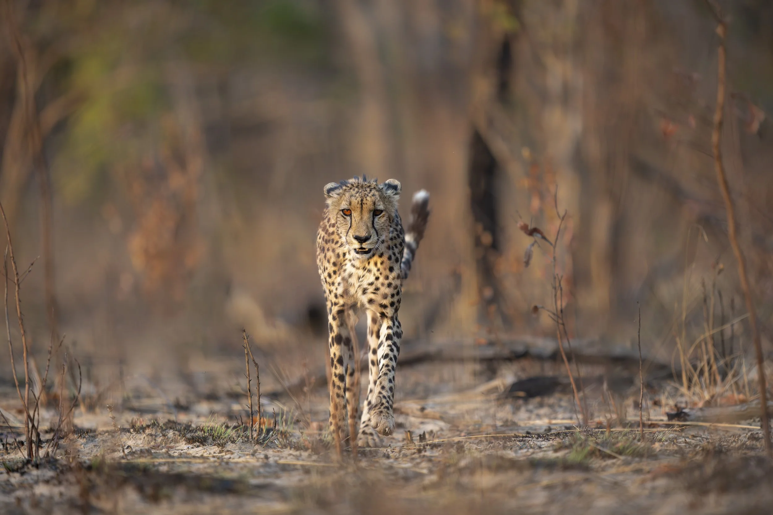 _AII4781-20250916-DxO_DeepPRIME XD2s-Bearbeitet.jpg