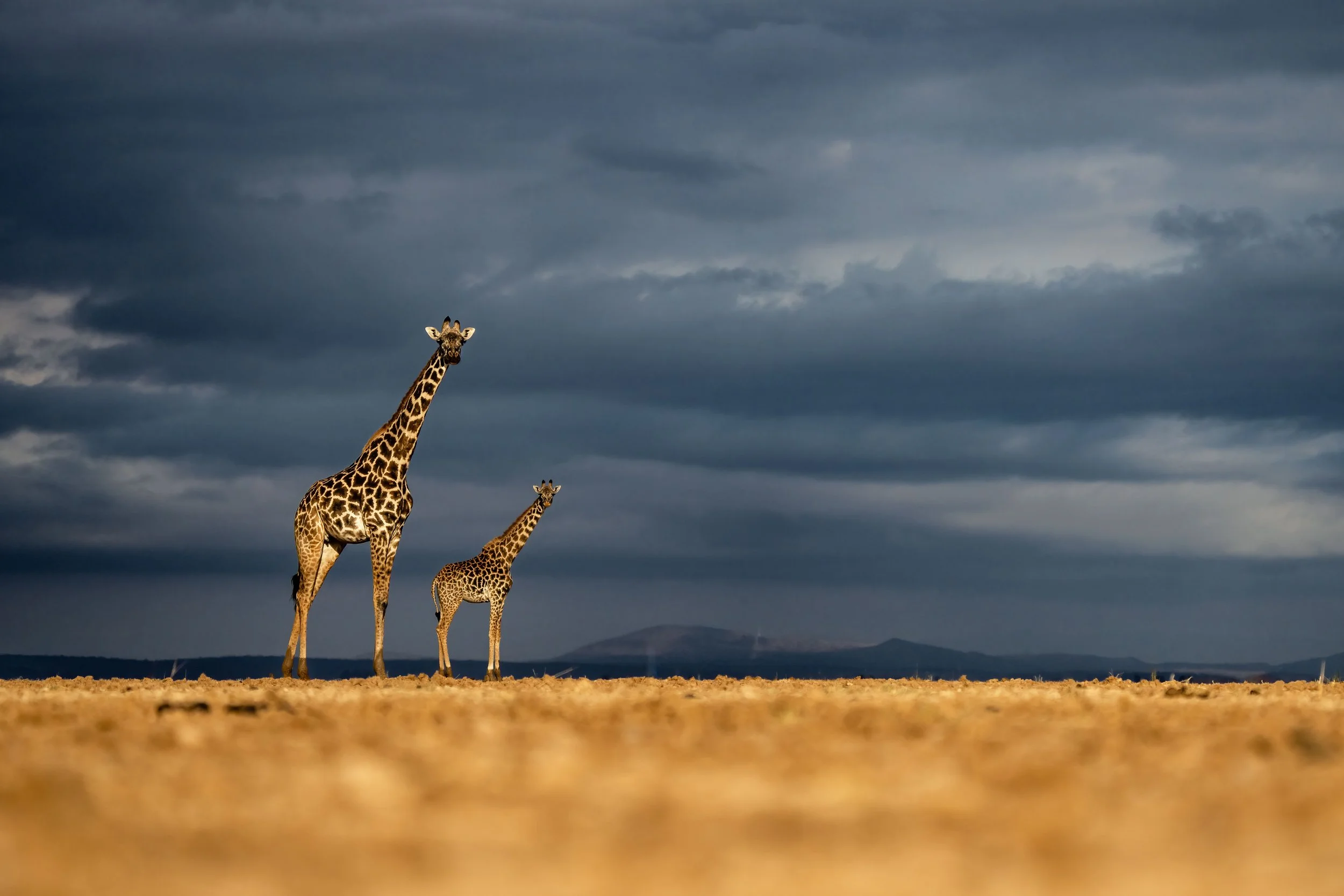 Giraffes in Amboseli