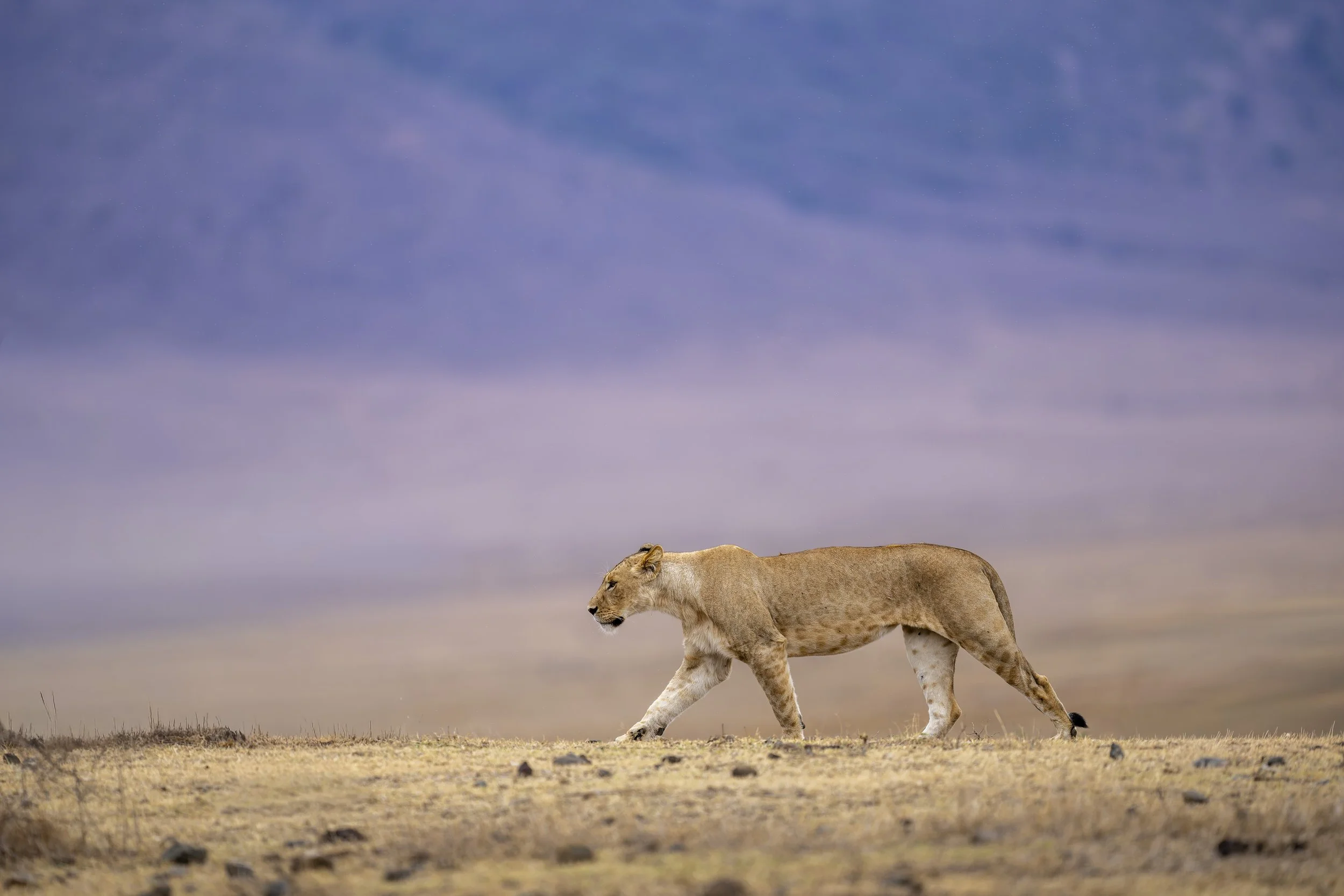 A1_05576-20221117-DxO_DeepPRIME XD2s.jpg