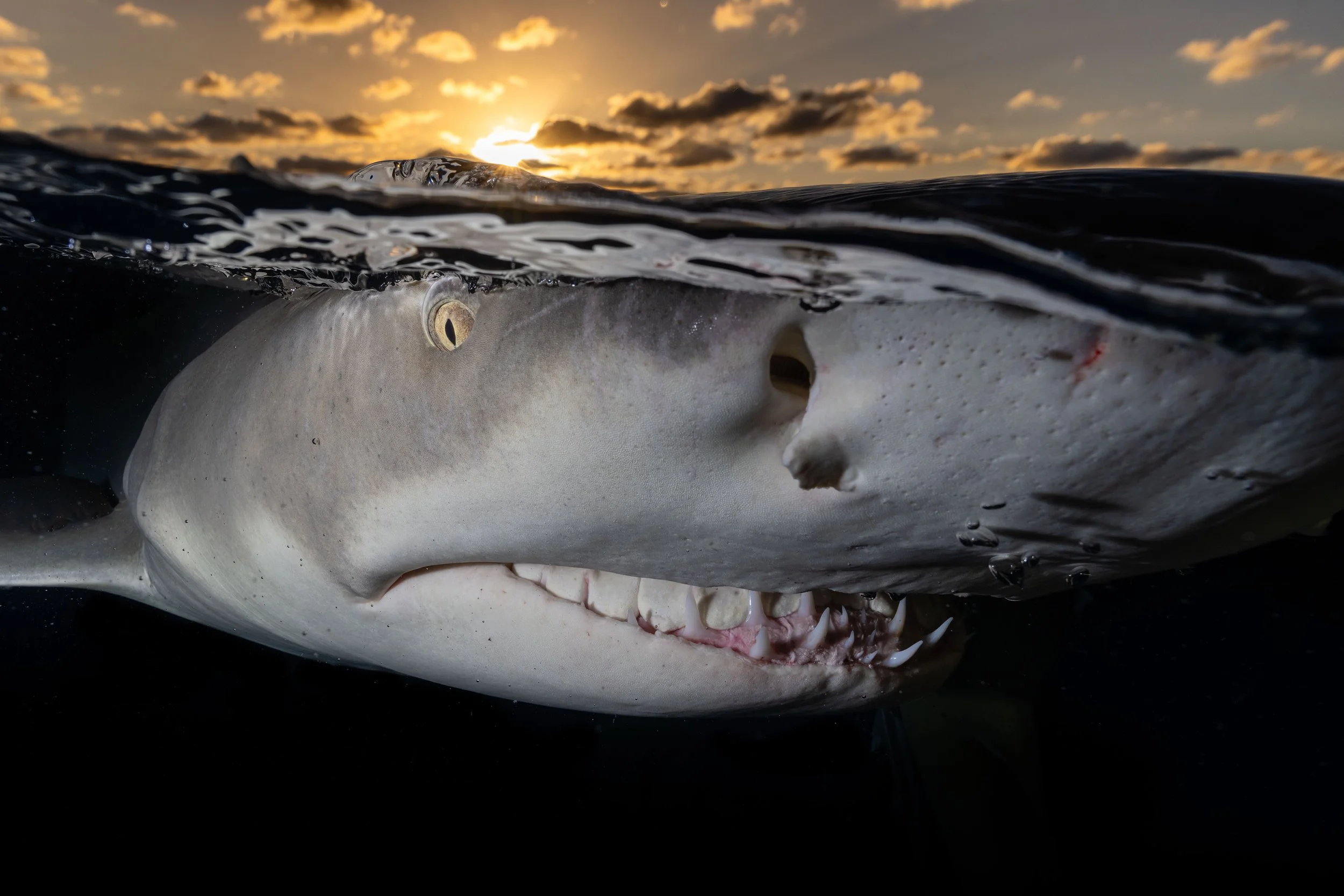 Lemon Shark sunset-2.jpg