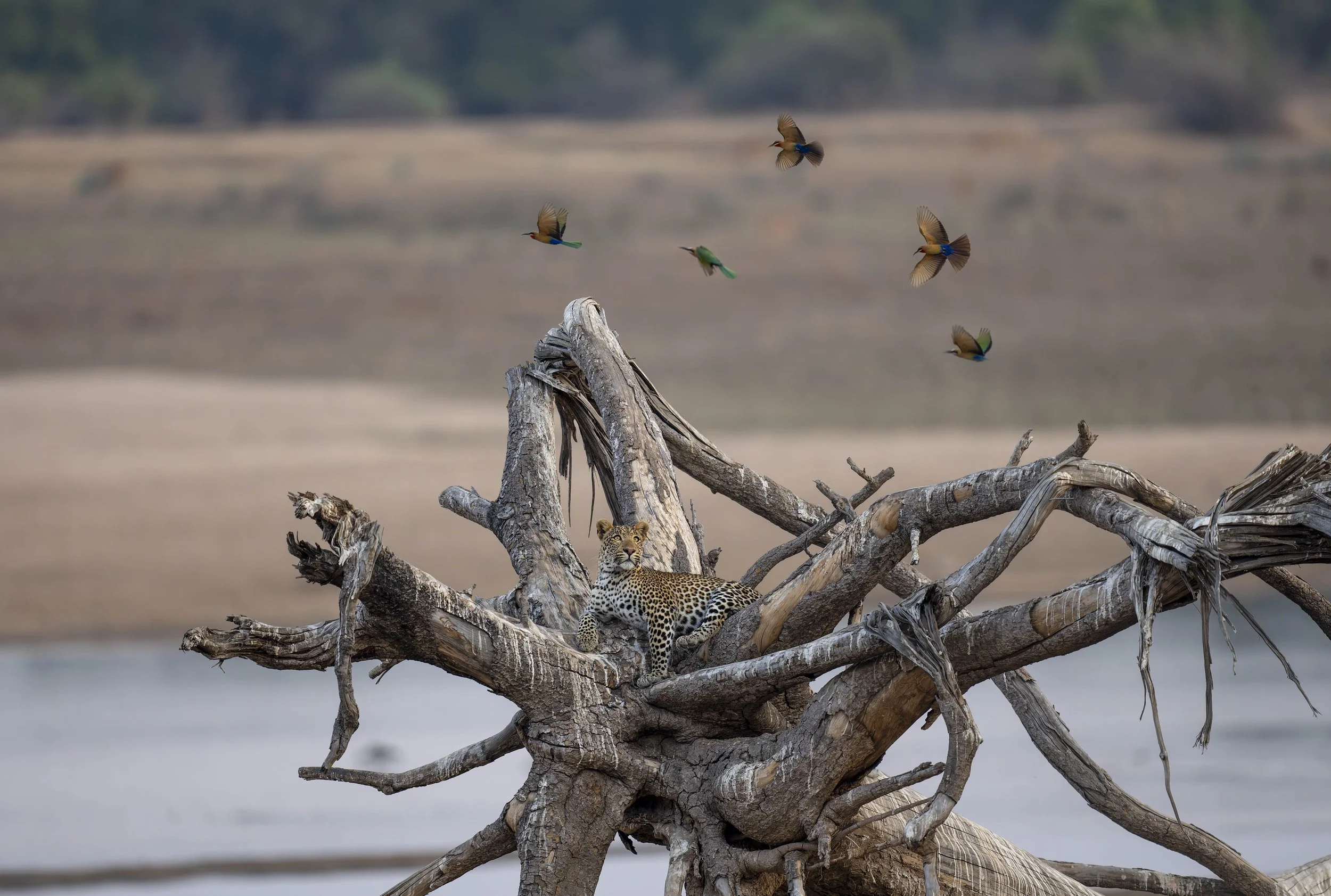 Leopard watching bee-eaters 2.jpg