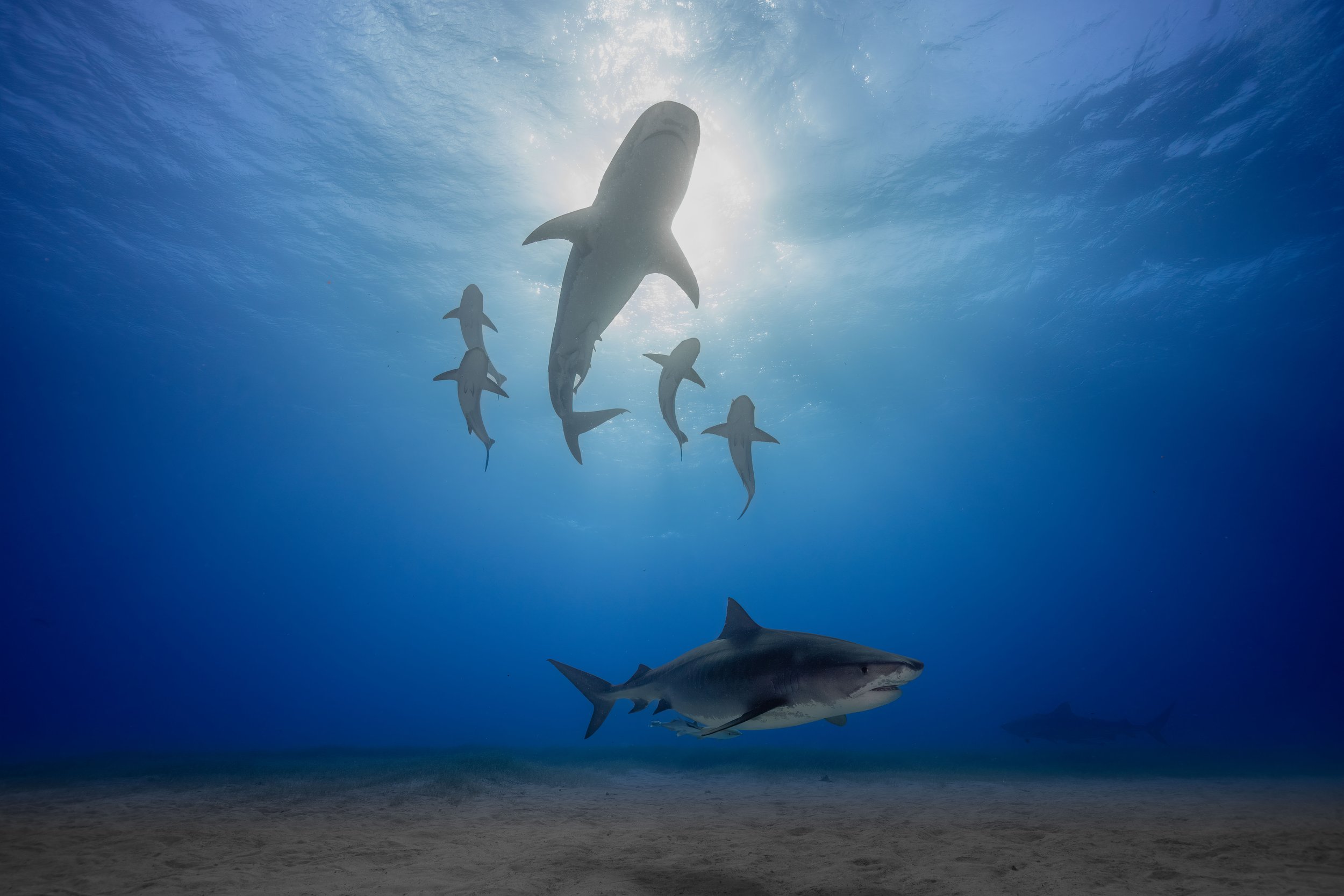 Tiger Shark Bahamas-2.jpg