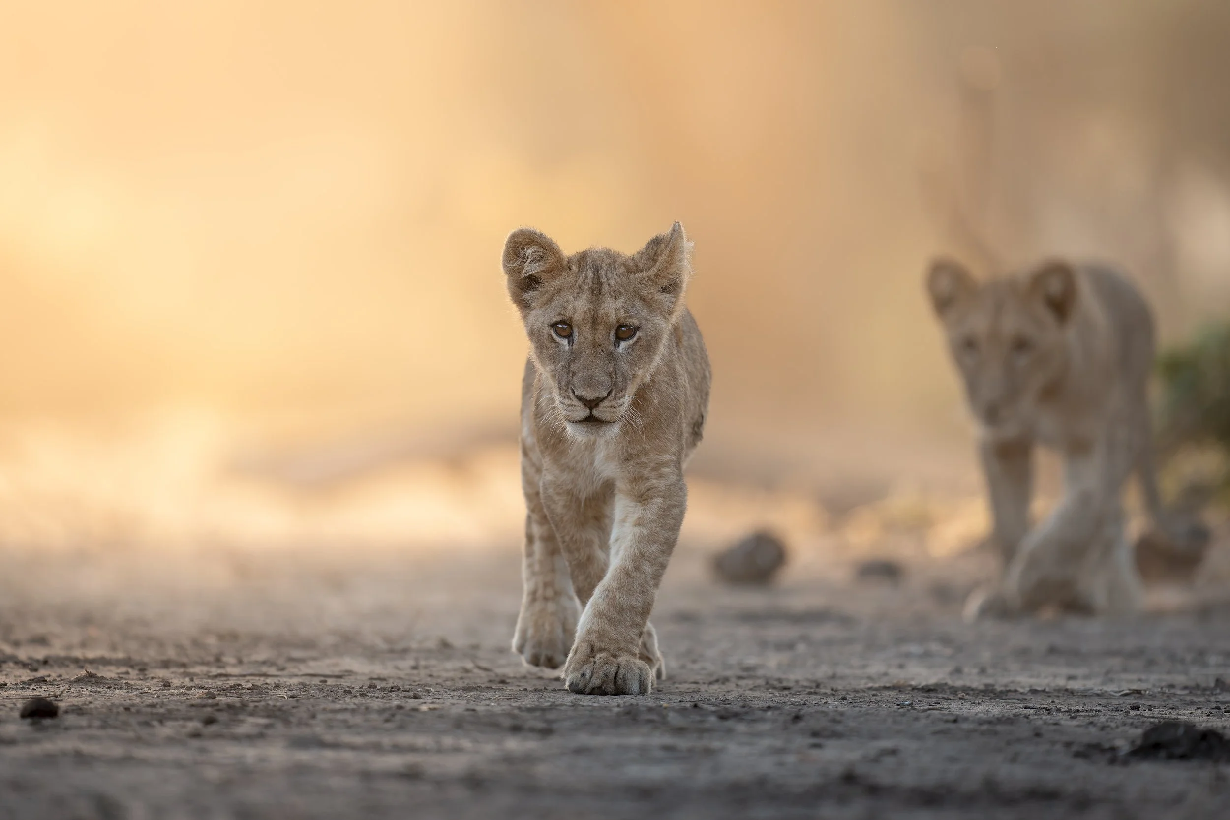 _AII2024-20250626-DxO_DeepPRIME XD2s.jpg