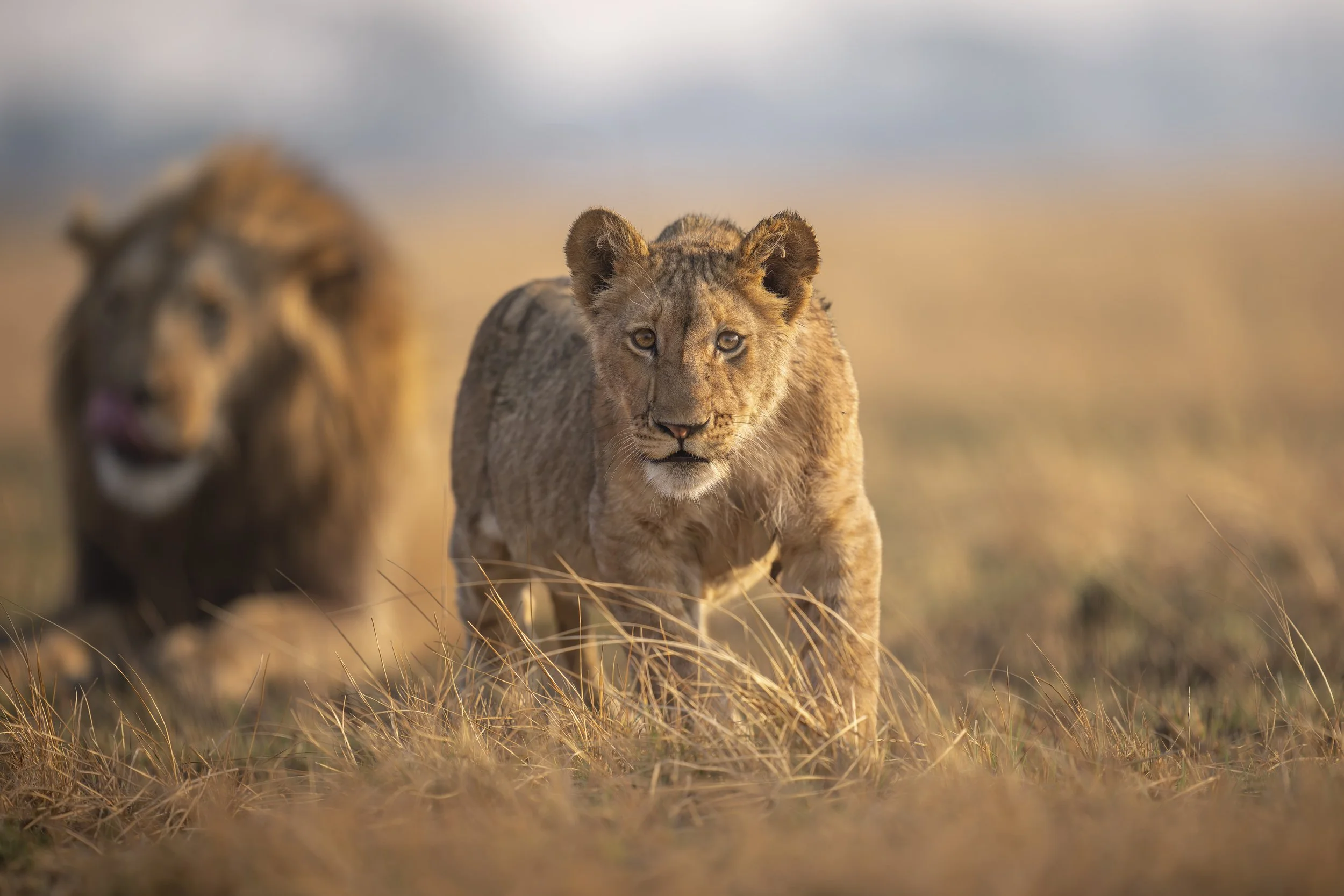 _AII7751-20250917-DxO_DeepPRIME XD2s-Bearbeitet.jpg