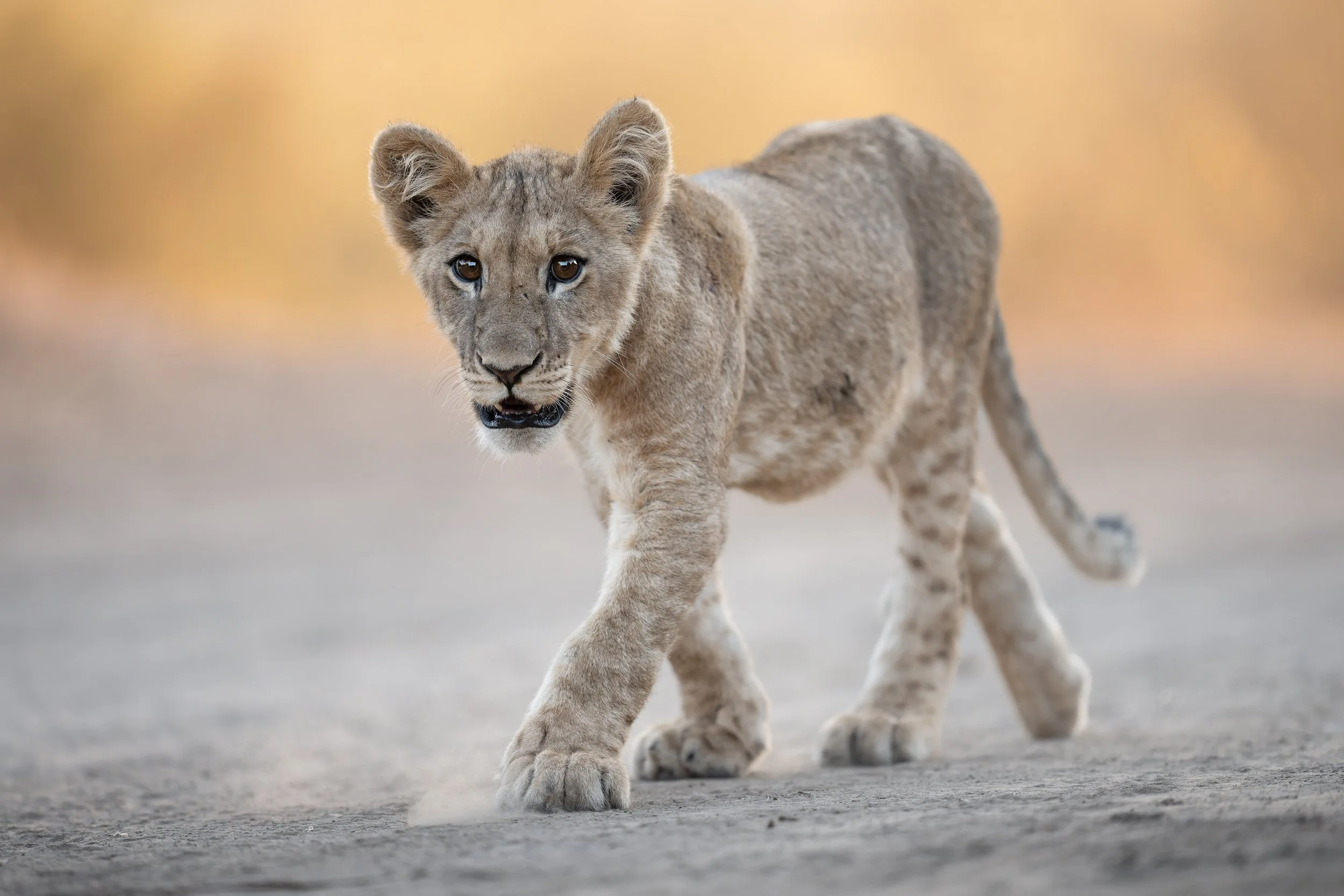 _AII2074-20250626-DxO_DeepPRIME XD2s.jpg