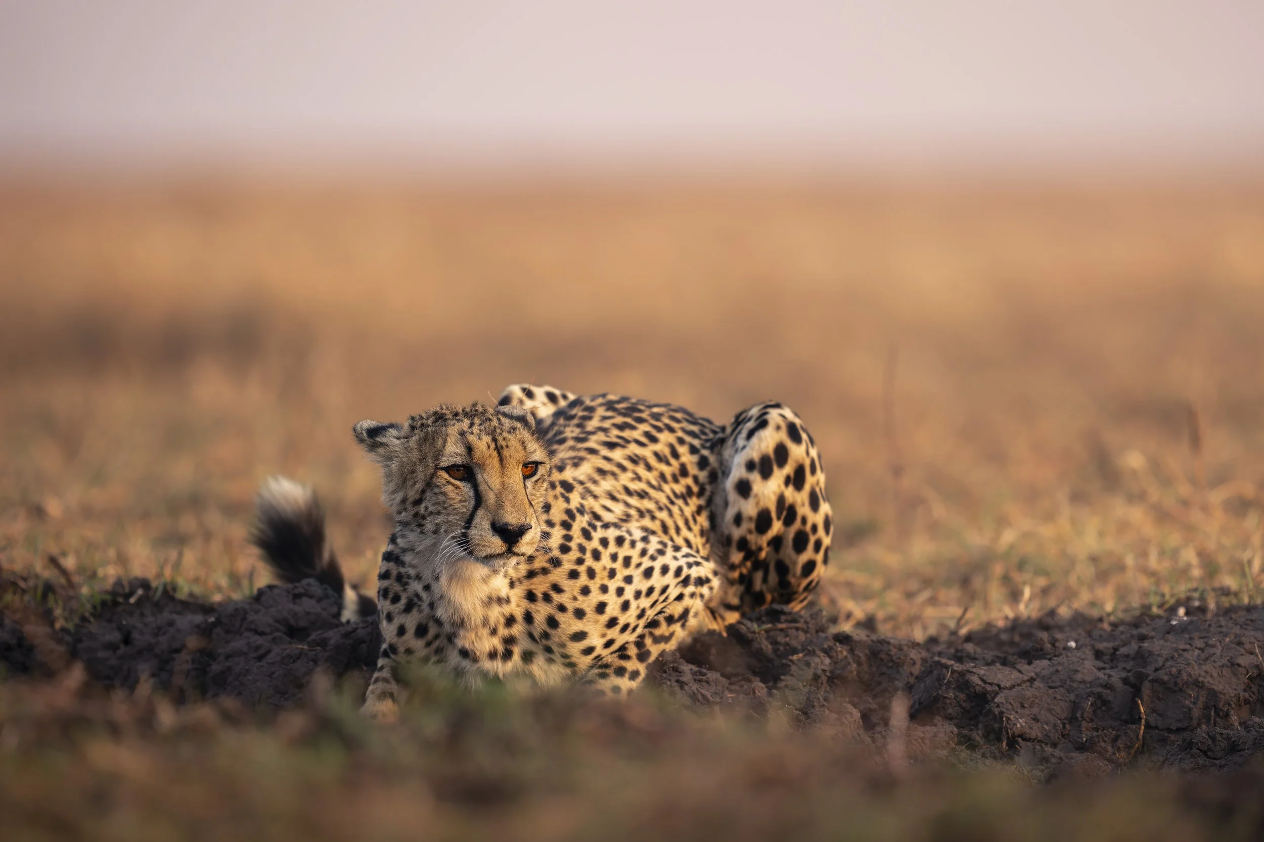 _AII0688-20250919-DxO_DeepPRIME XD2s.jpg