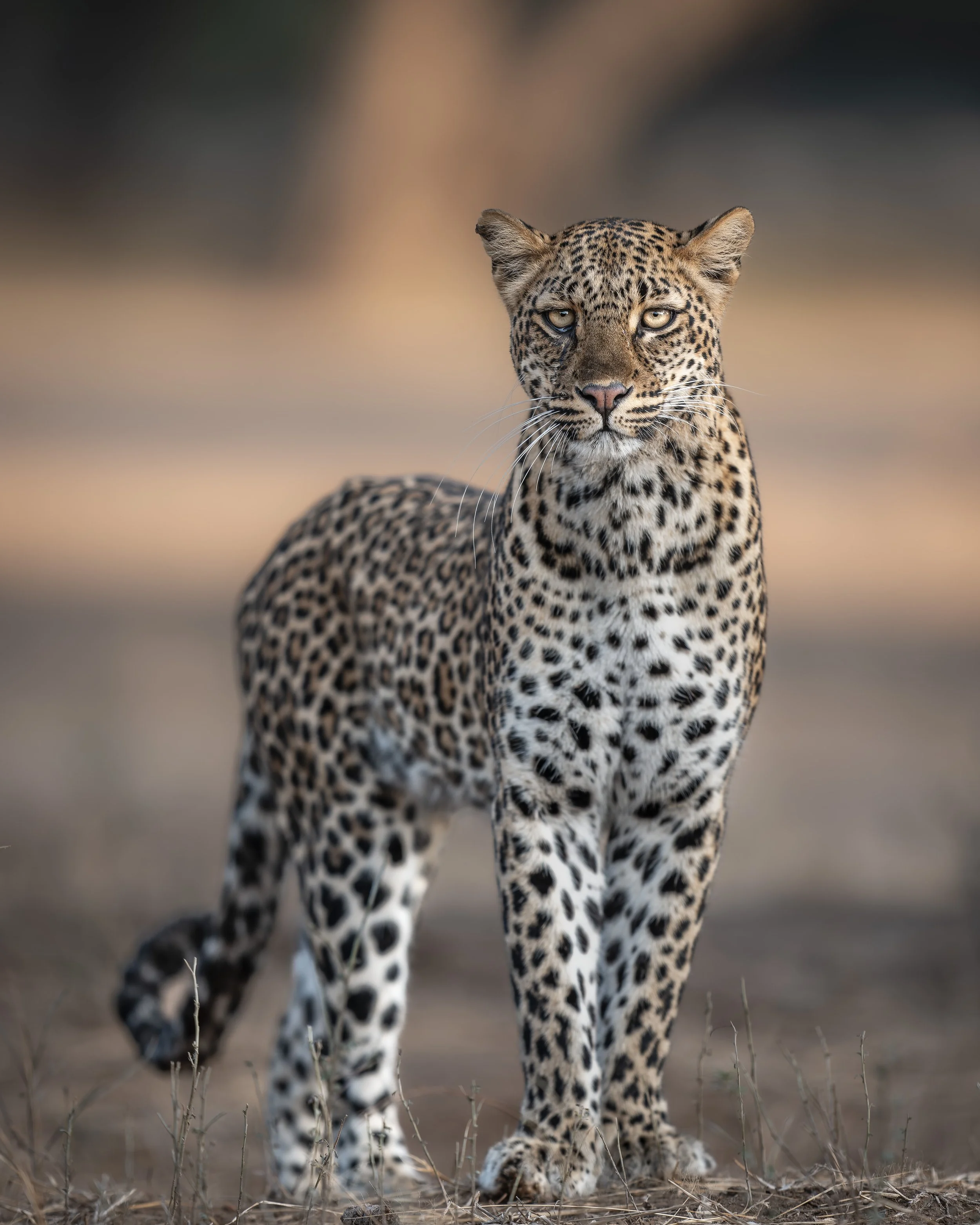 _AII3308-20250628-DxO_DeepPRIME XD2s.jpg