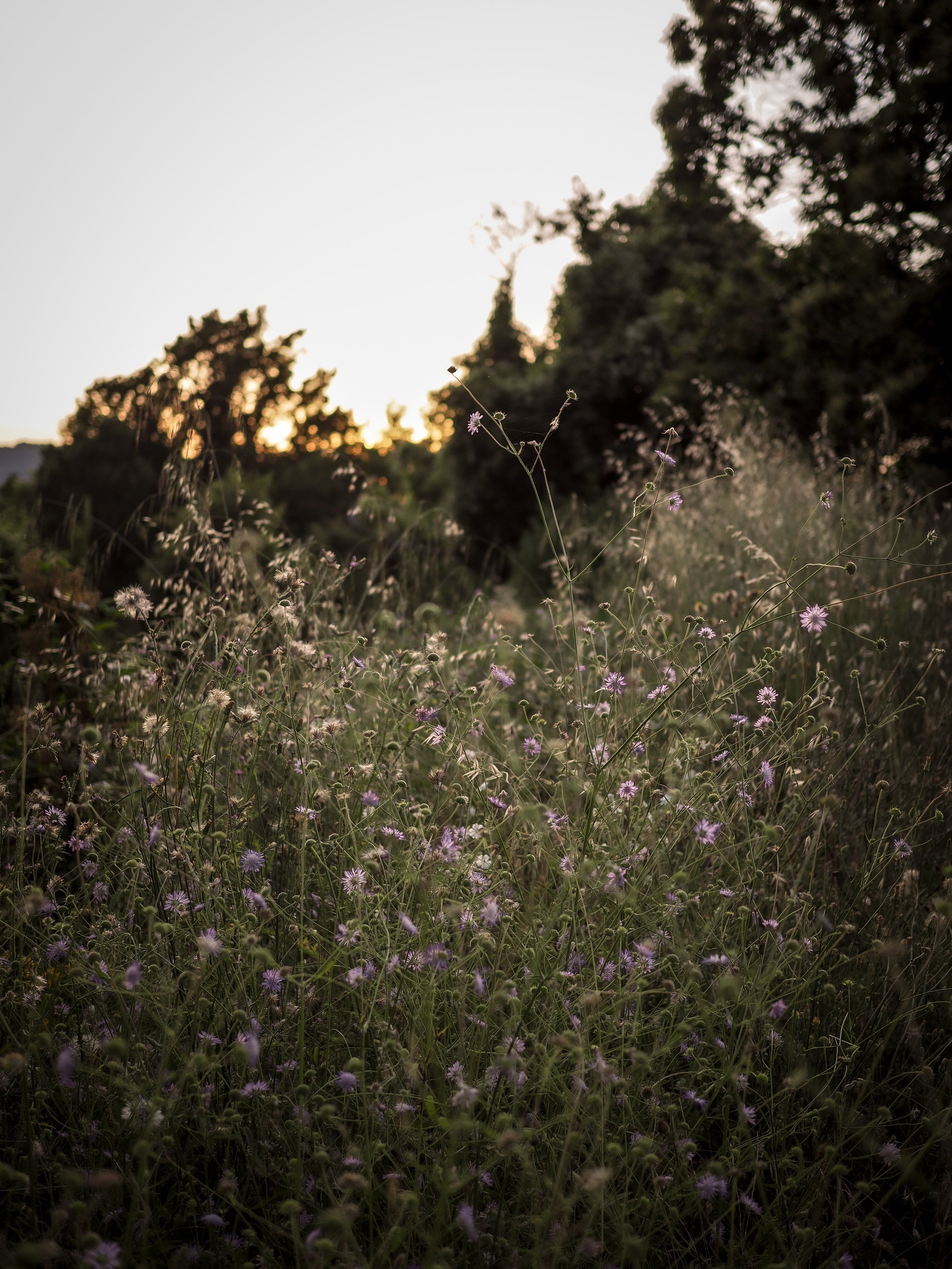 IMG_4980.jpeg