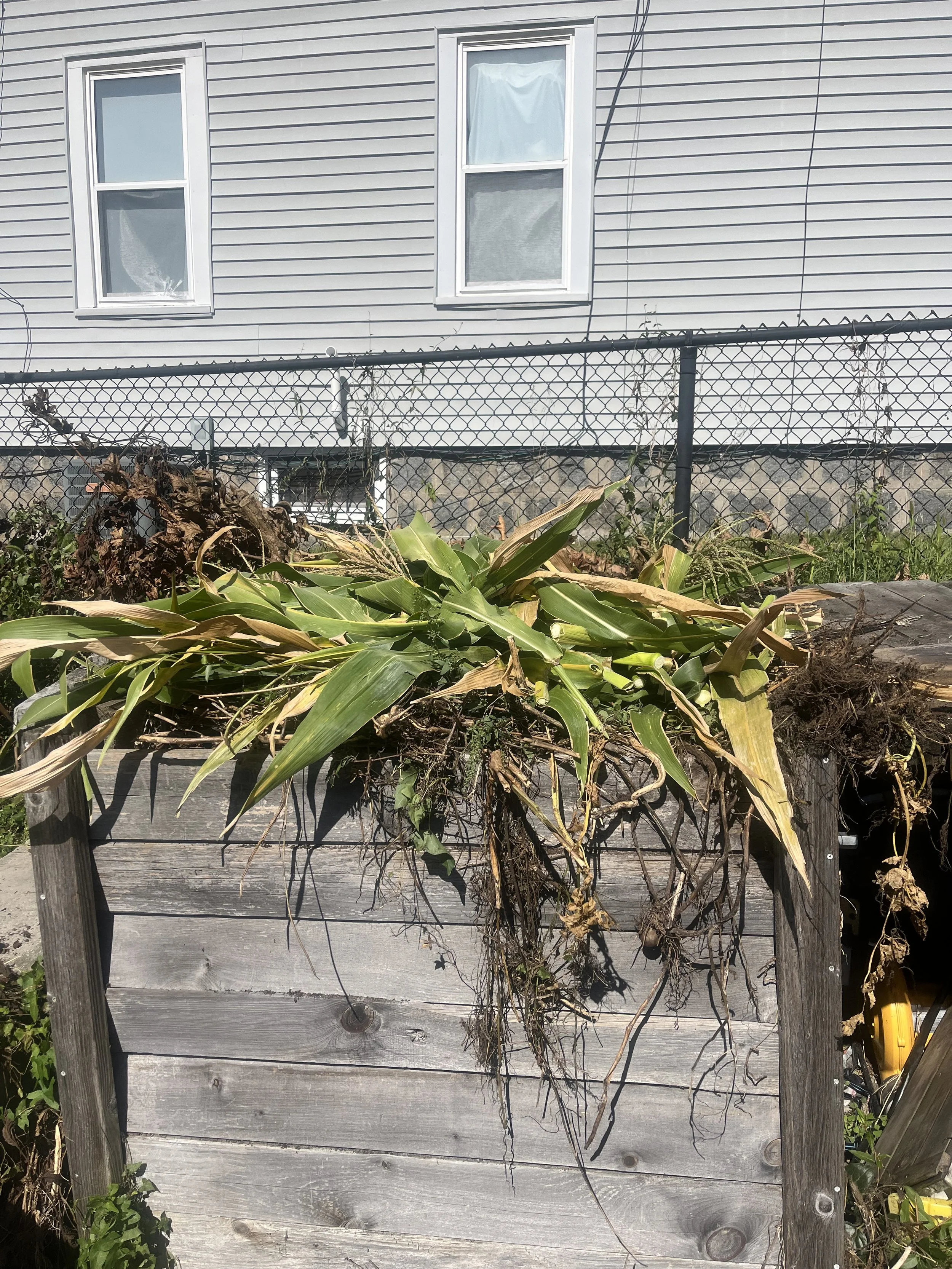 Photo of a compost pile with corn stalks and dried plant materials in a wooden box in front of a wire fence in an urban setting.