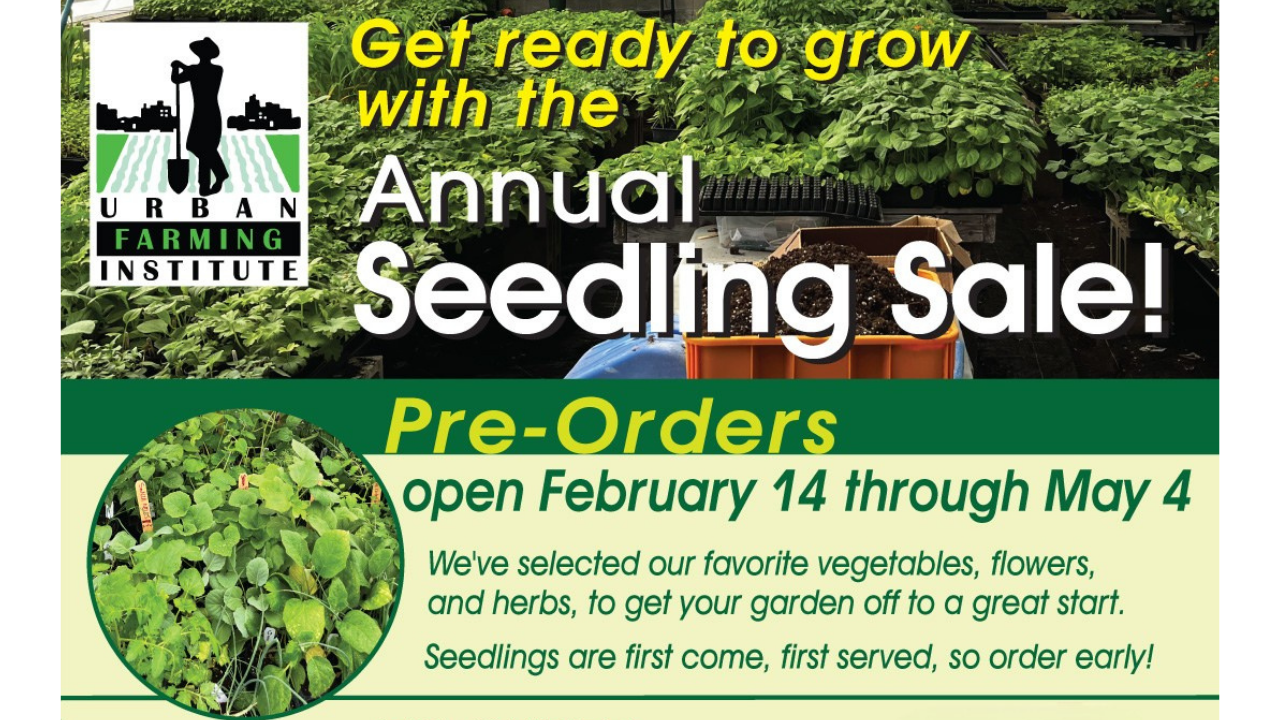 ReVision Seedling Sale