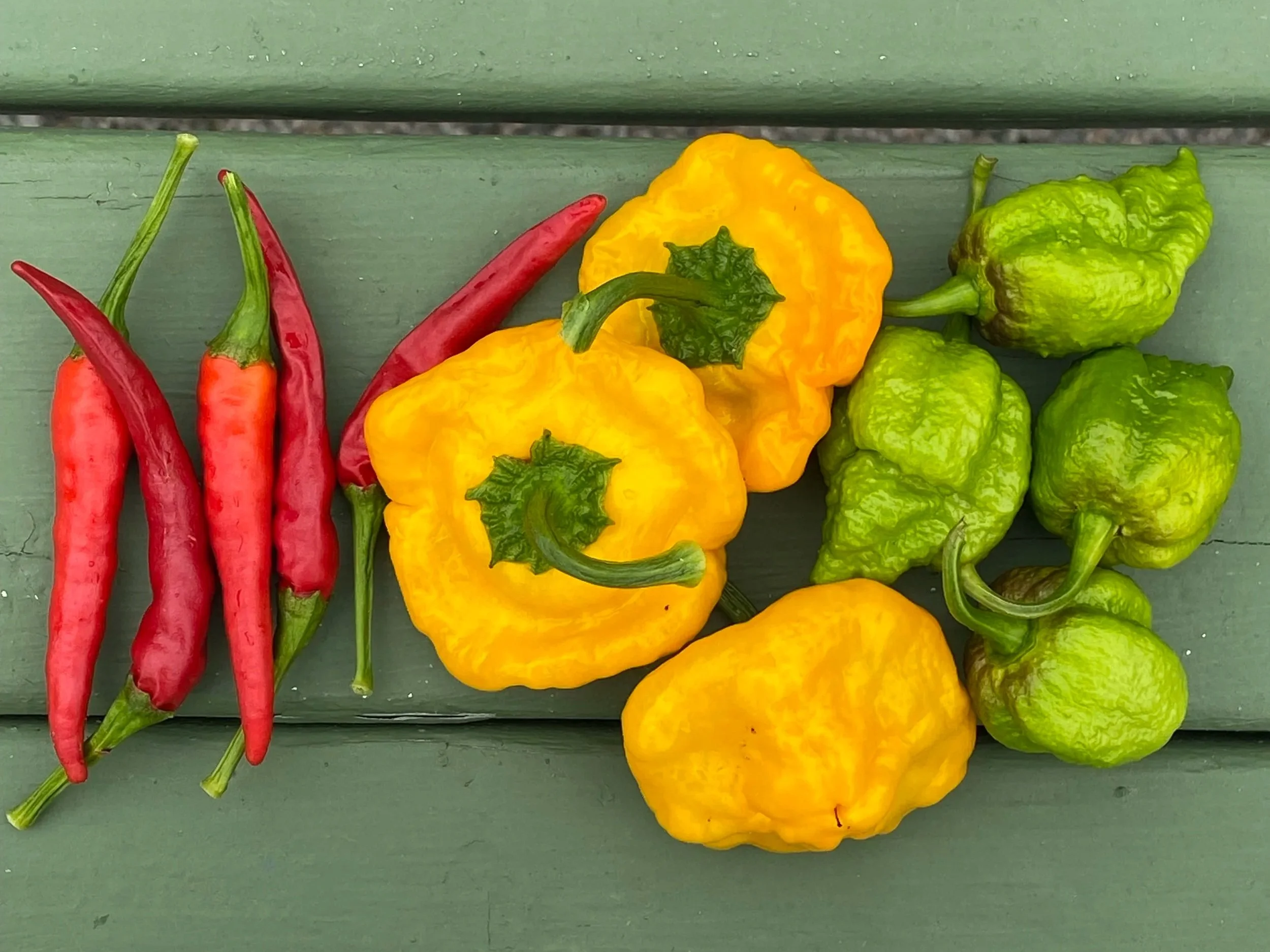 The Crop Report: September 2026 
