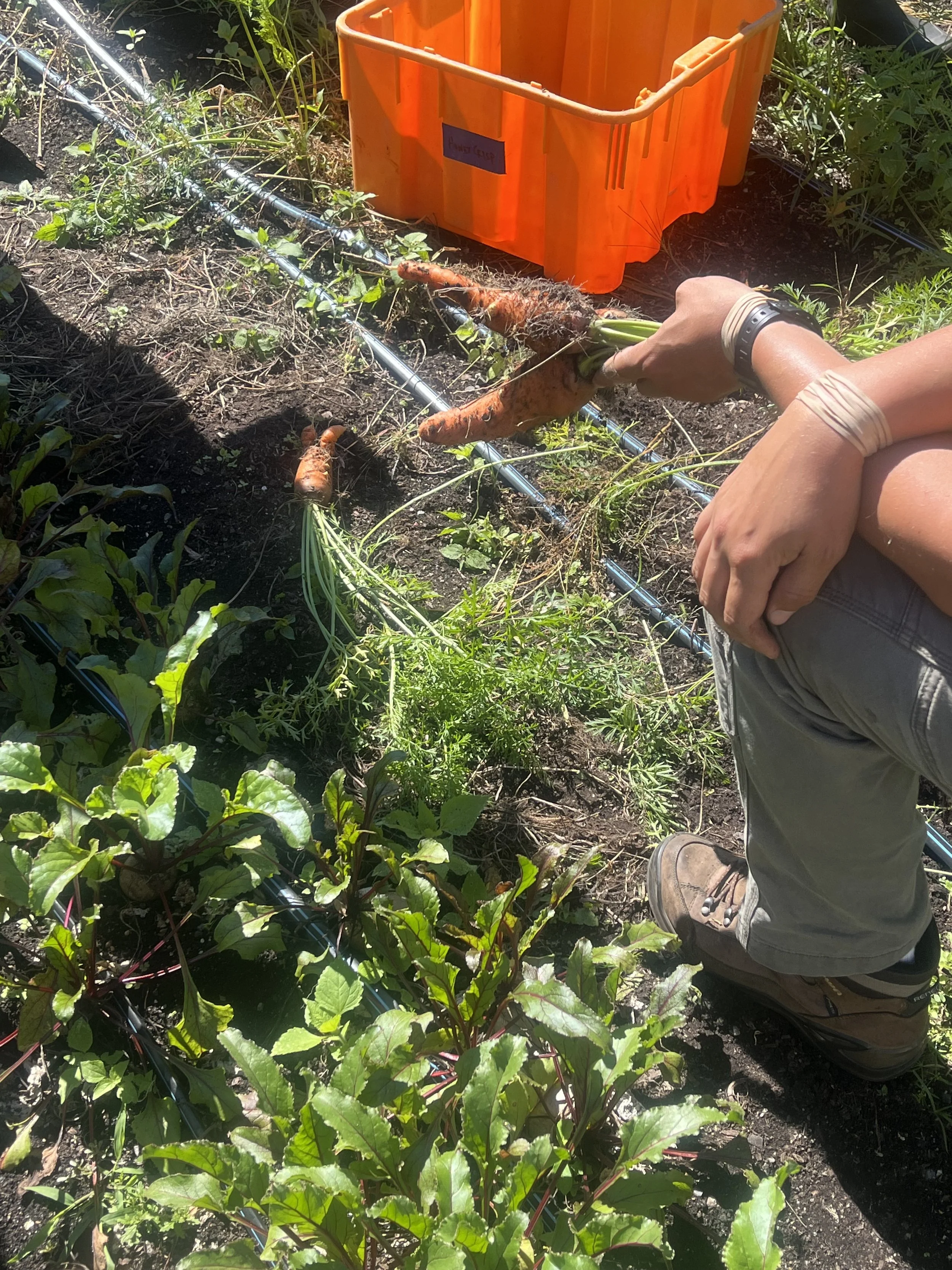Photo of a person's kneeling left leg from the knee down, with arms resting on the knee and holding two carrots in the left hand. There is an orange plastic bin in the background and farm land with crops and irrigation lines in the foreground.