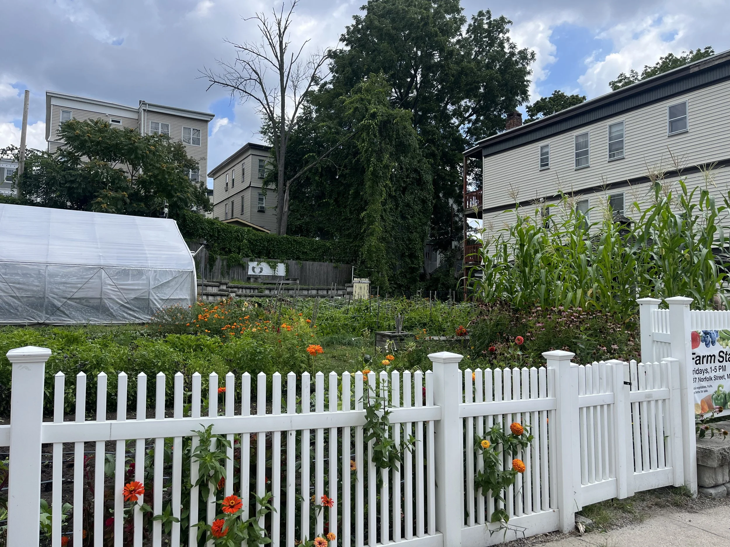 Photo of an urban farm behind a white picket fence with a greenhouse, flowers, corn, and other vegetable crops visible and urban housing in the background.