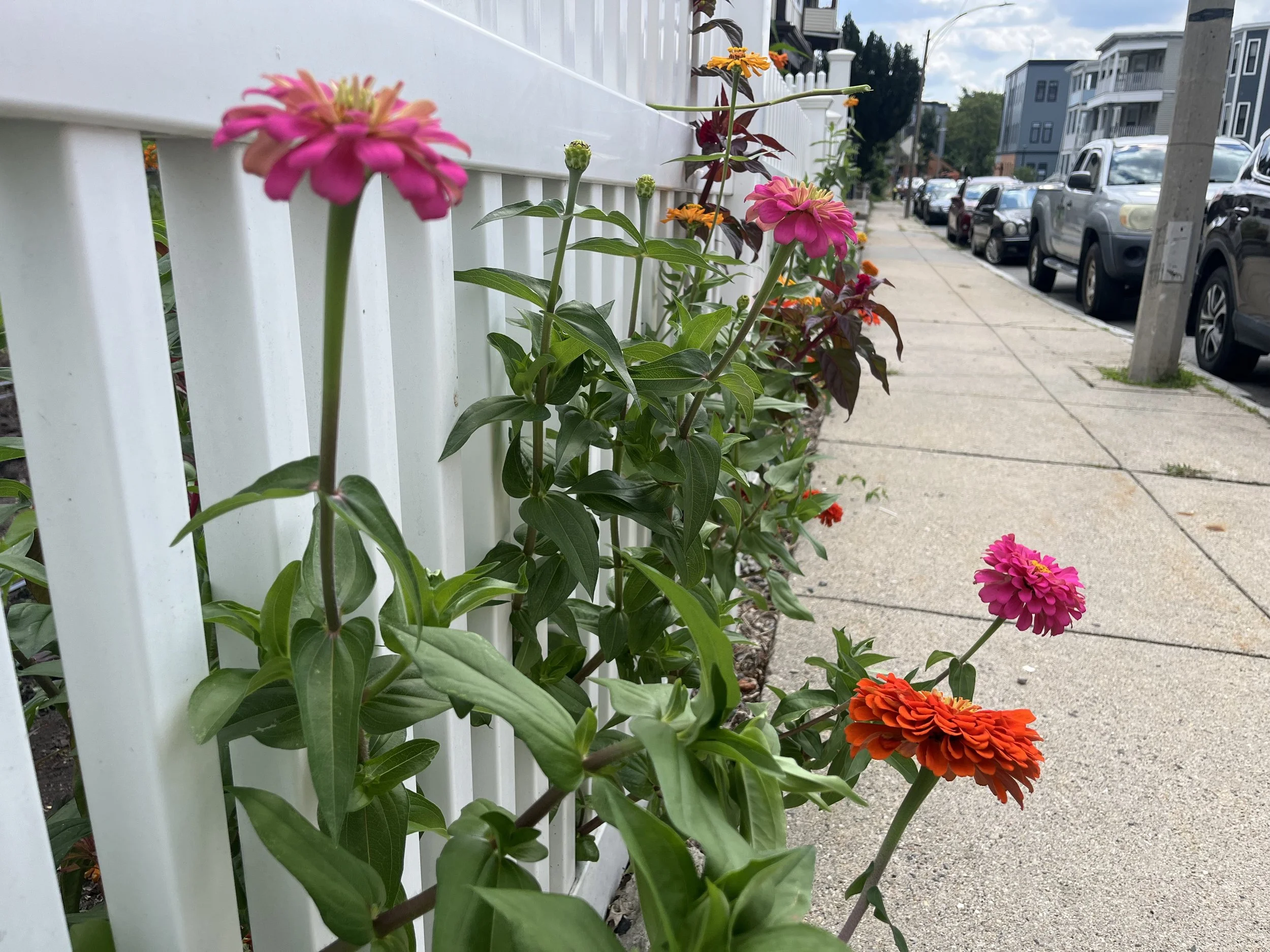 Photo of zinnias and other flowers growing beyond the border of a white picket fence onto an urban sidewalk.