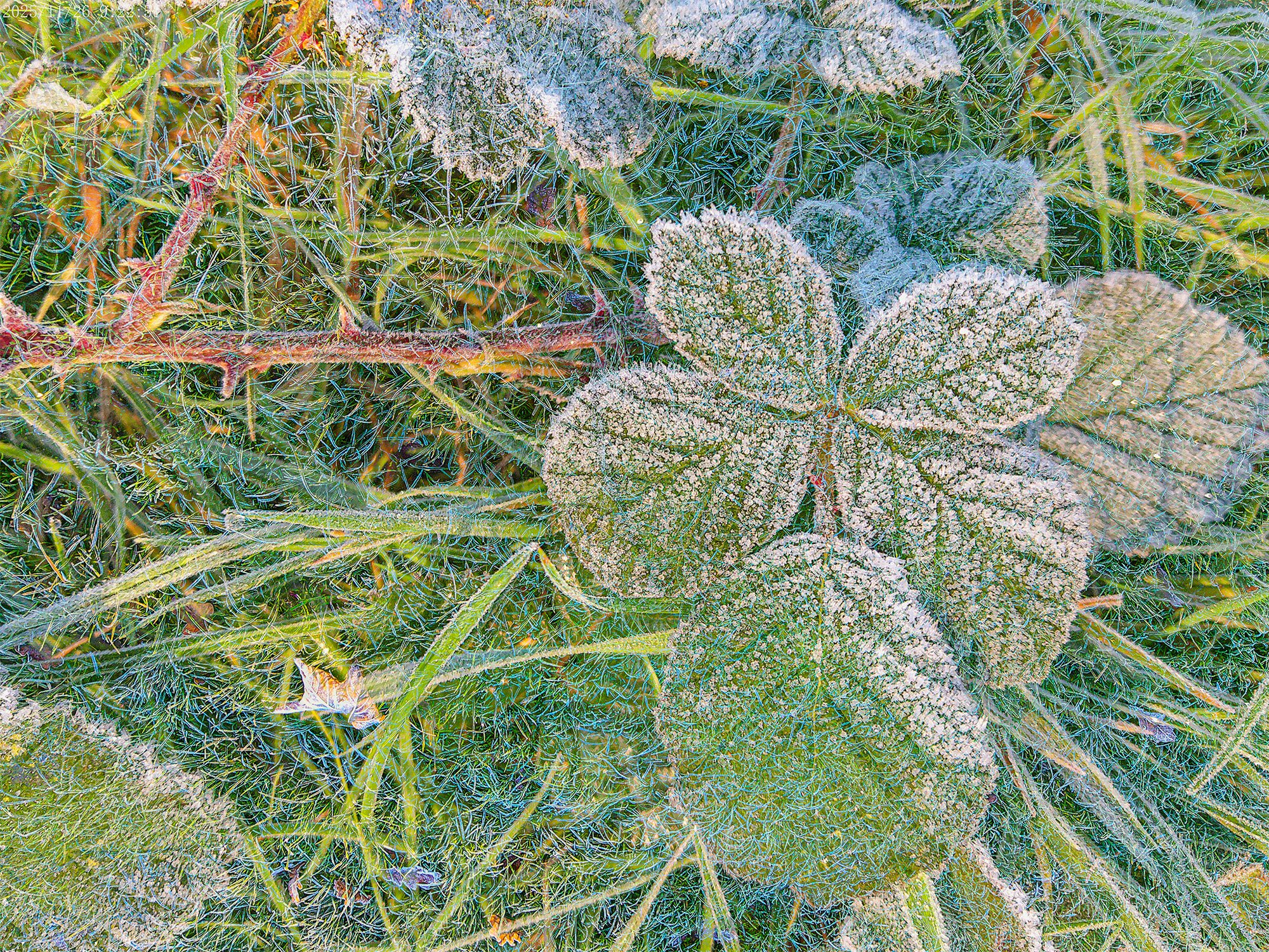 25021126 EvoluirANMP0072-Bramble.jpg