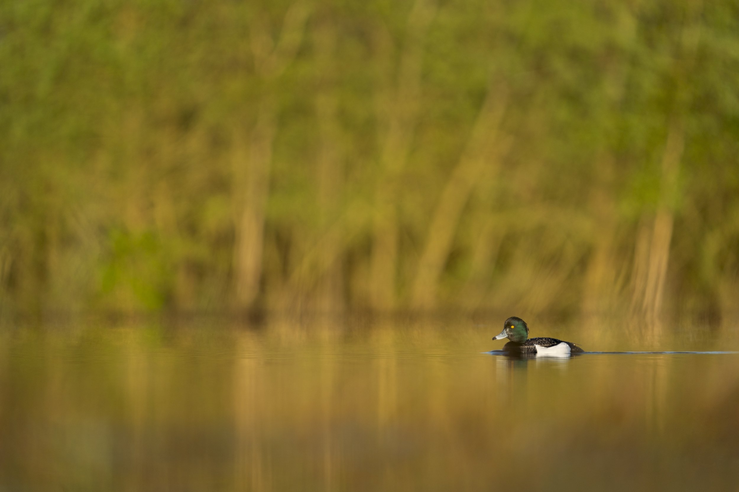 DSC05954-bewerkt.jpg