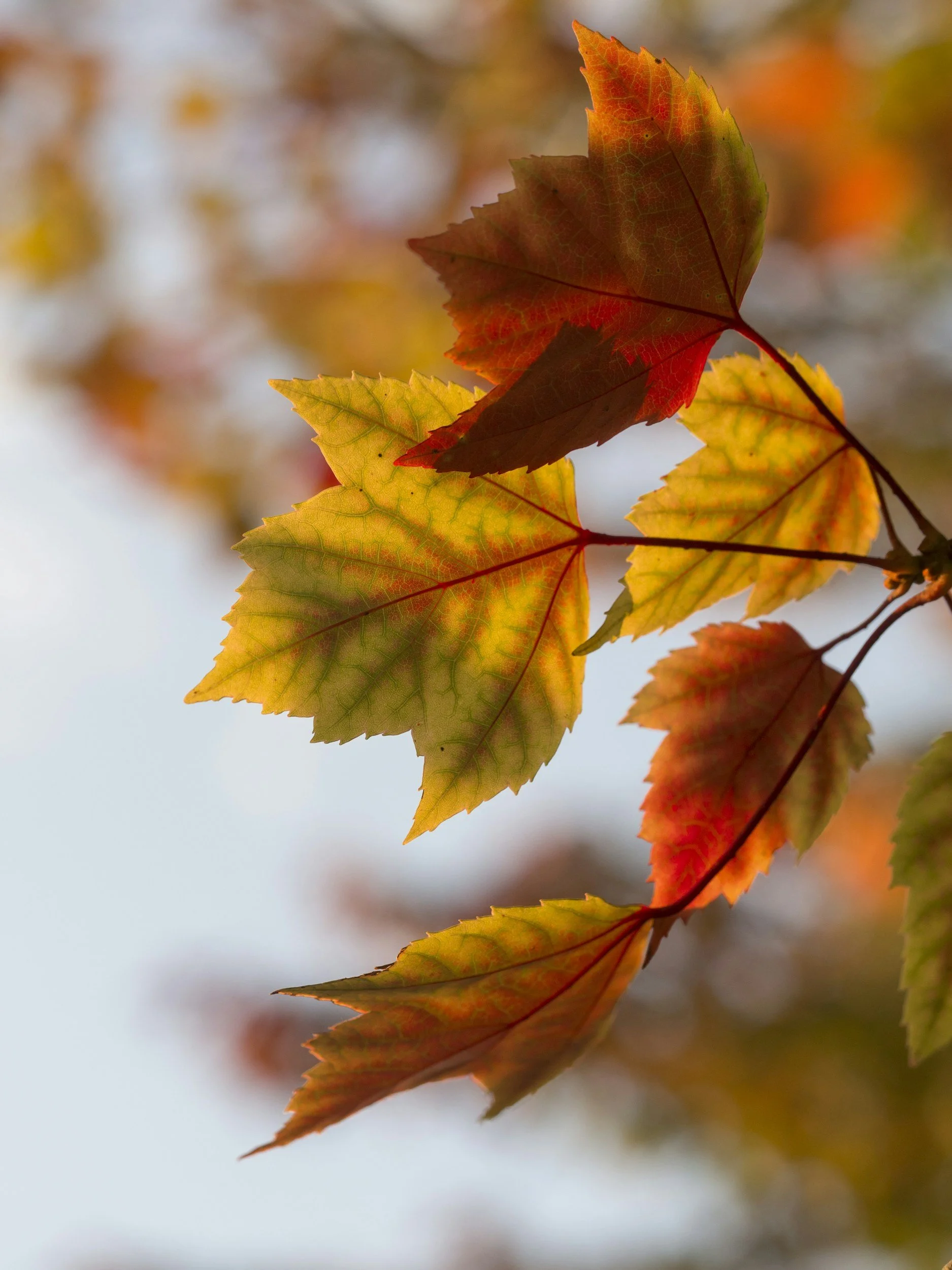 The Colors Of Becoming: Exploring Life Transitions Through Psychodrama